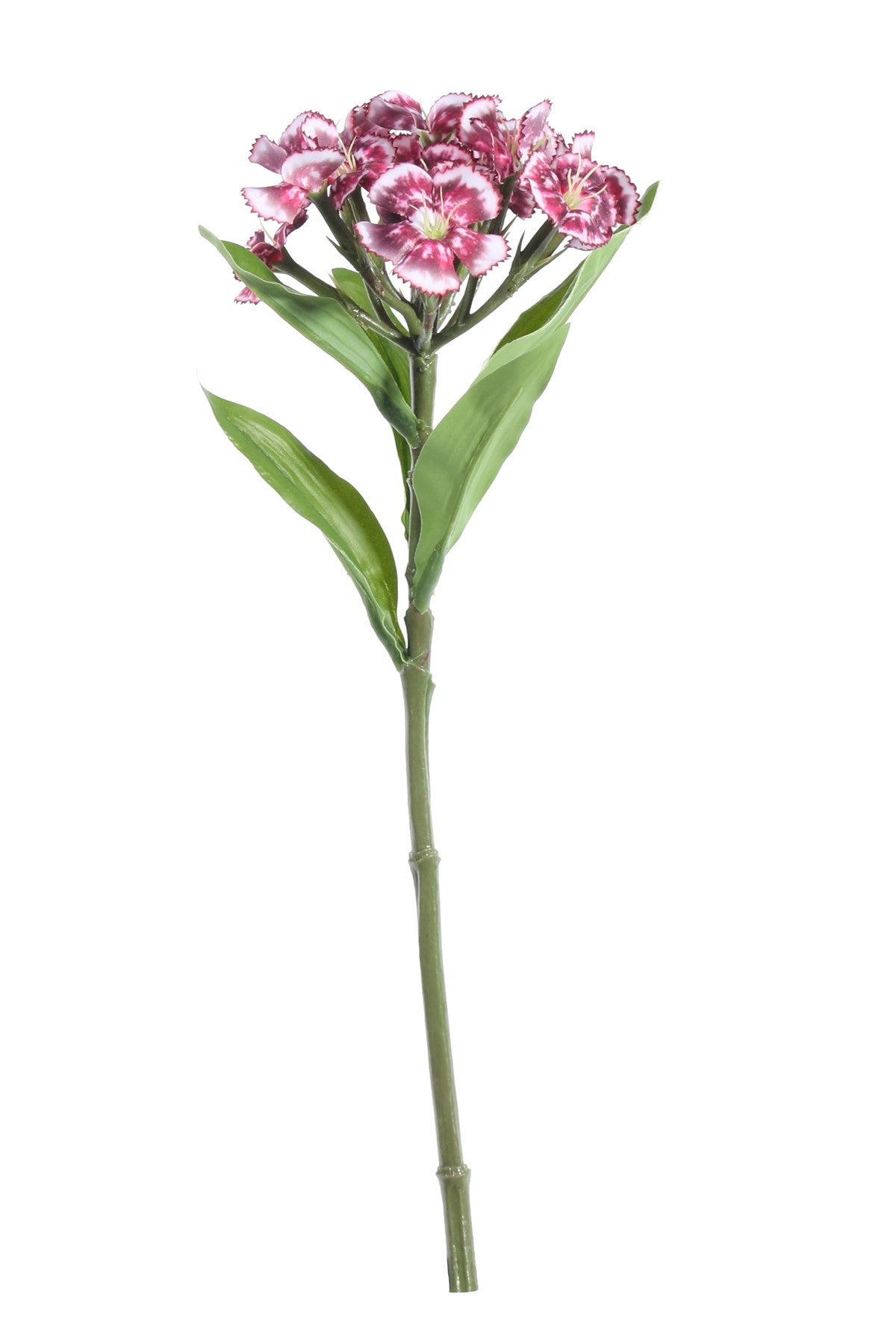 View Plum Dianthus on a Short Stem 32cm information