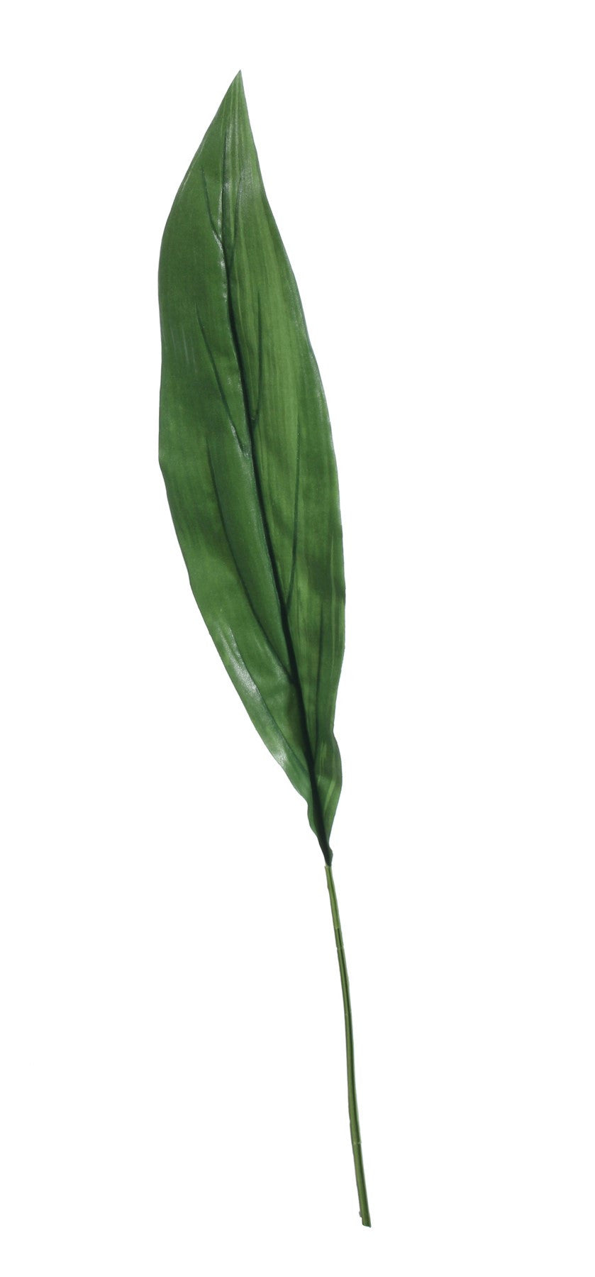 View Extra Large Aspidistra Leaf Green 81cm information