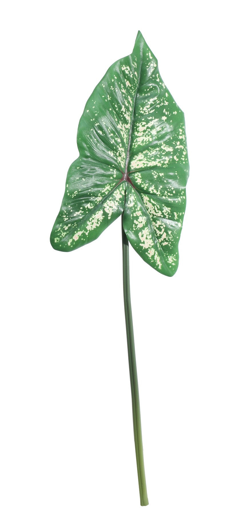 View Single Syngonium Leaf 74cm information