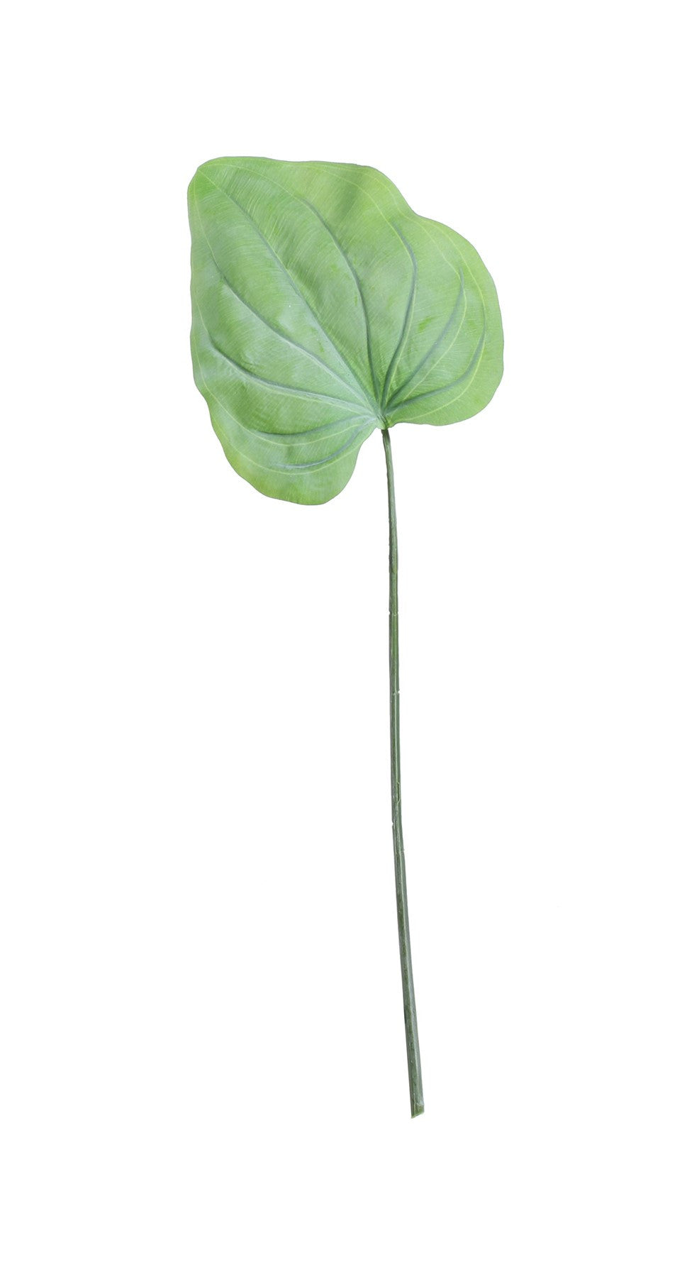 View Large Hosta Leaf Green 56cm information