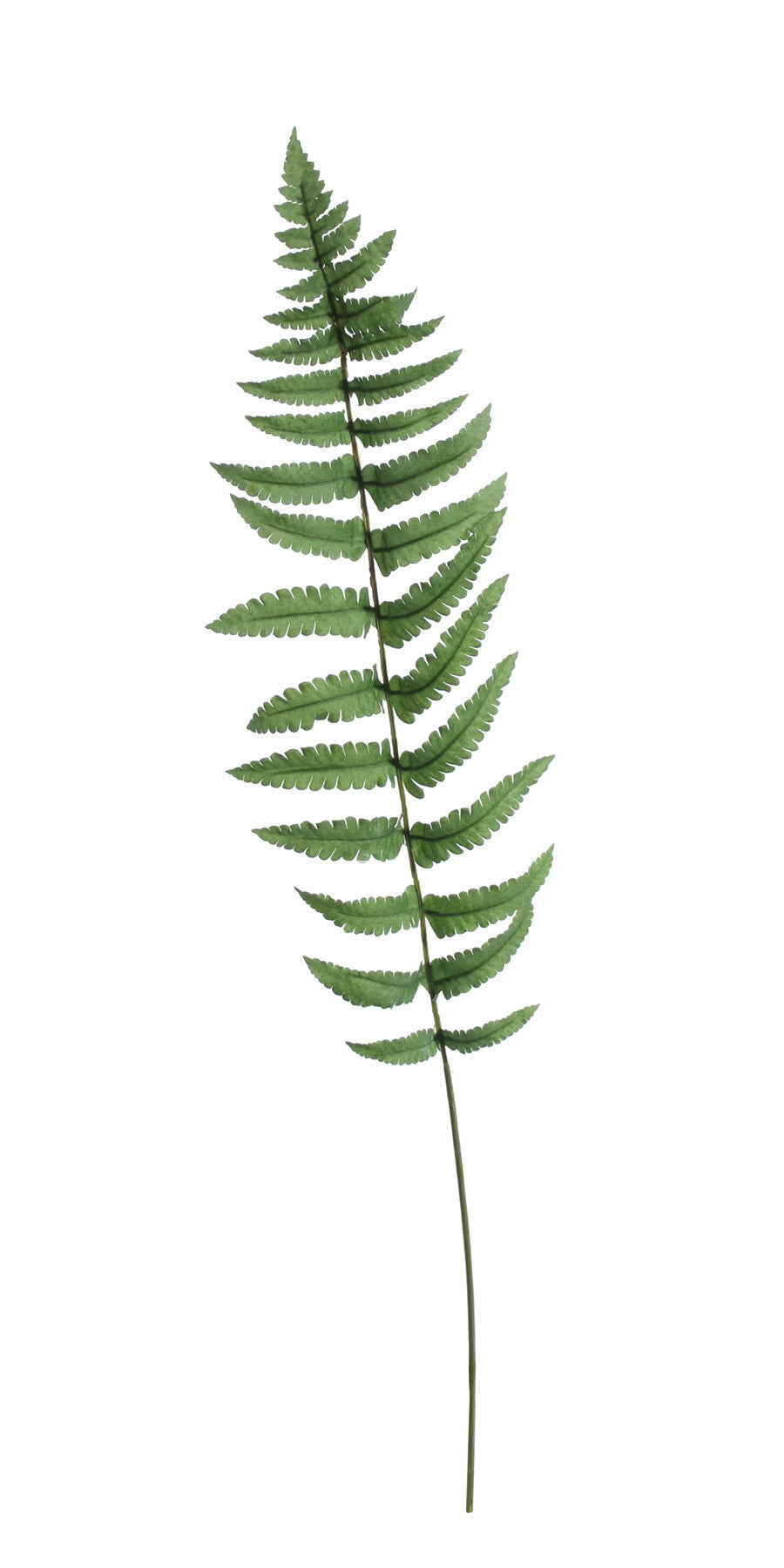 View Large Ladder Fern Leaf 70cm information