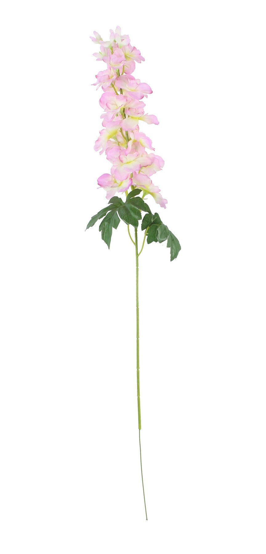 View Cream Pink Arundel Garden Delphinium information