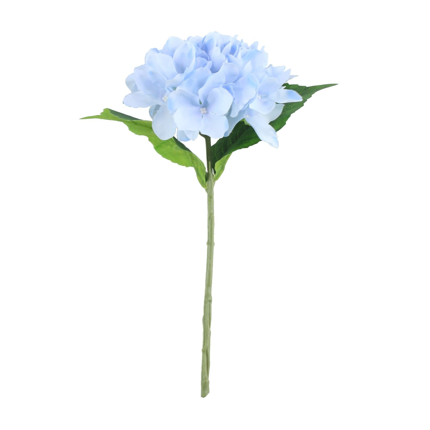 View Blue Arundel Hydrangea information