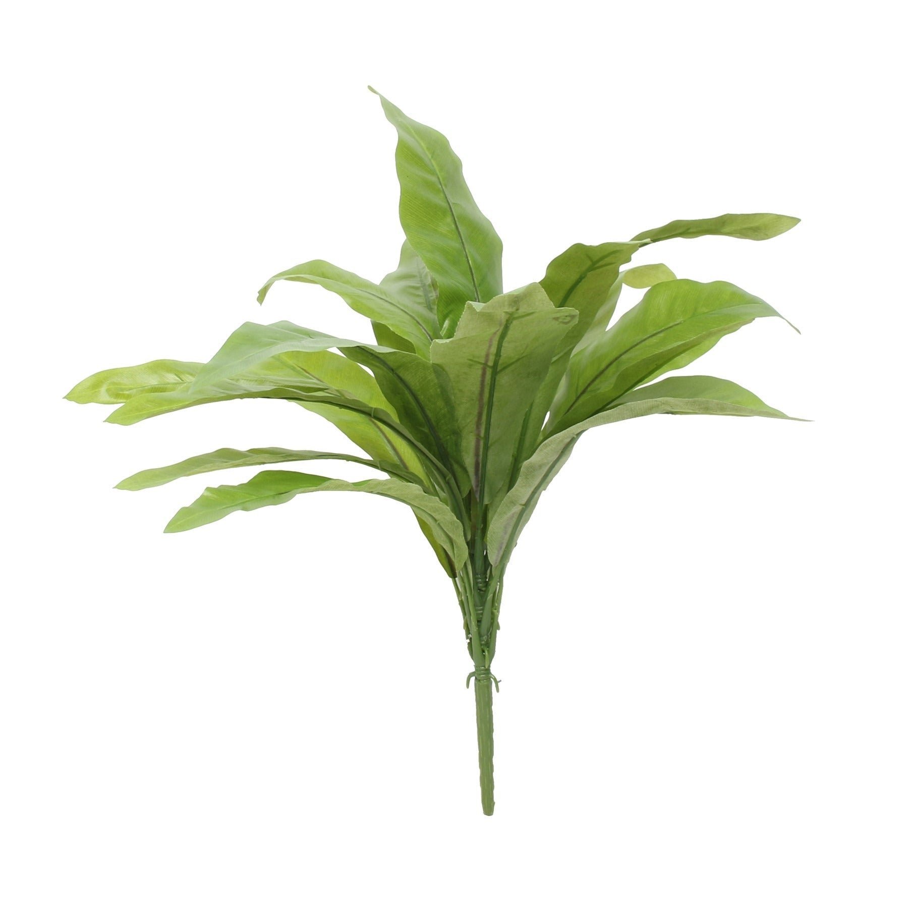 View Bird Nest Fern 17inch information