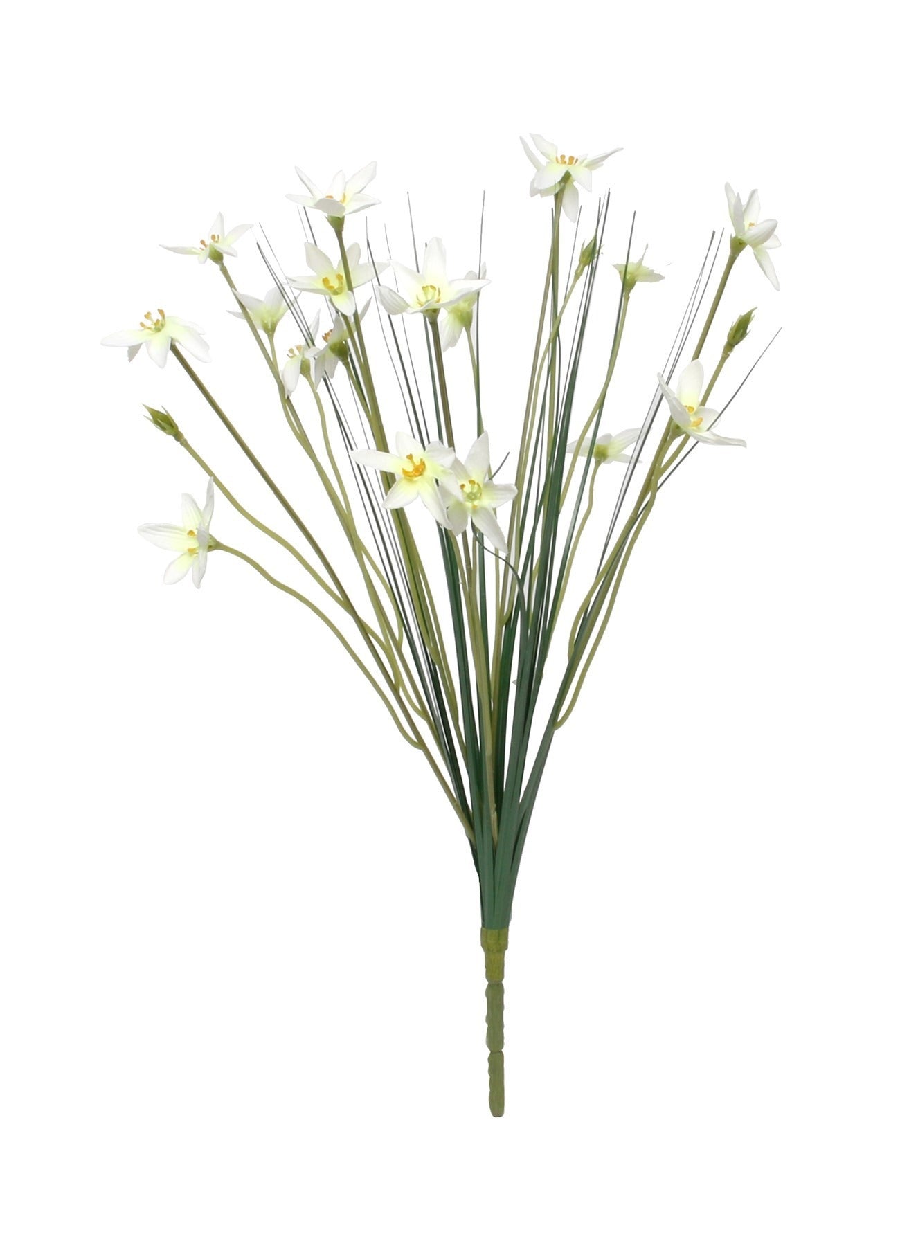 View Zephyranthes Candida Bush 17inch information