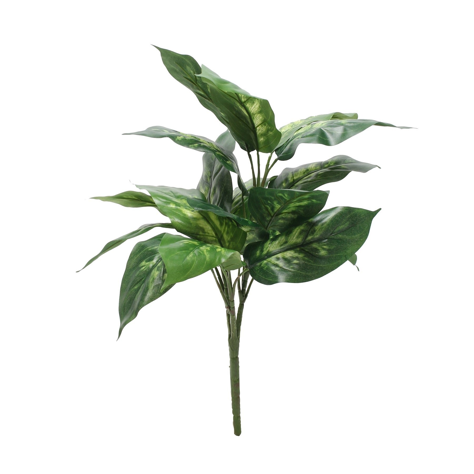 View Dieffenbachia Plant 56cm information