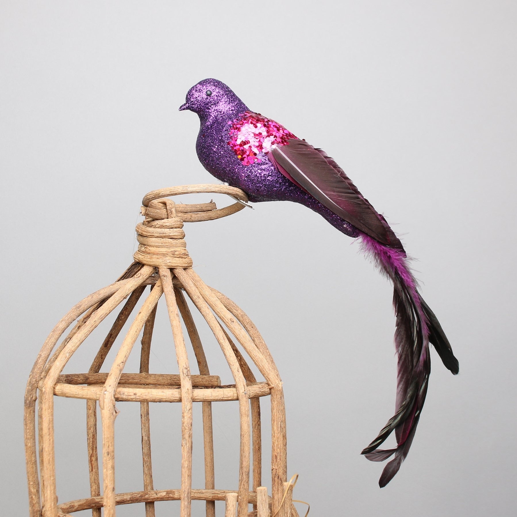 View Purple Paradise Bird with clip information