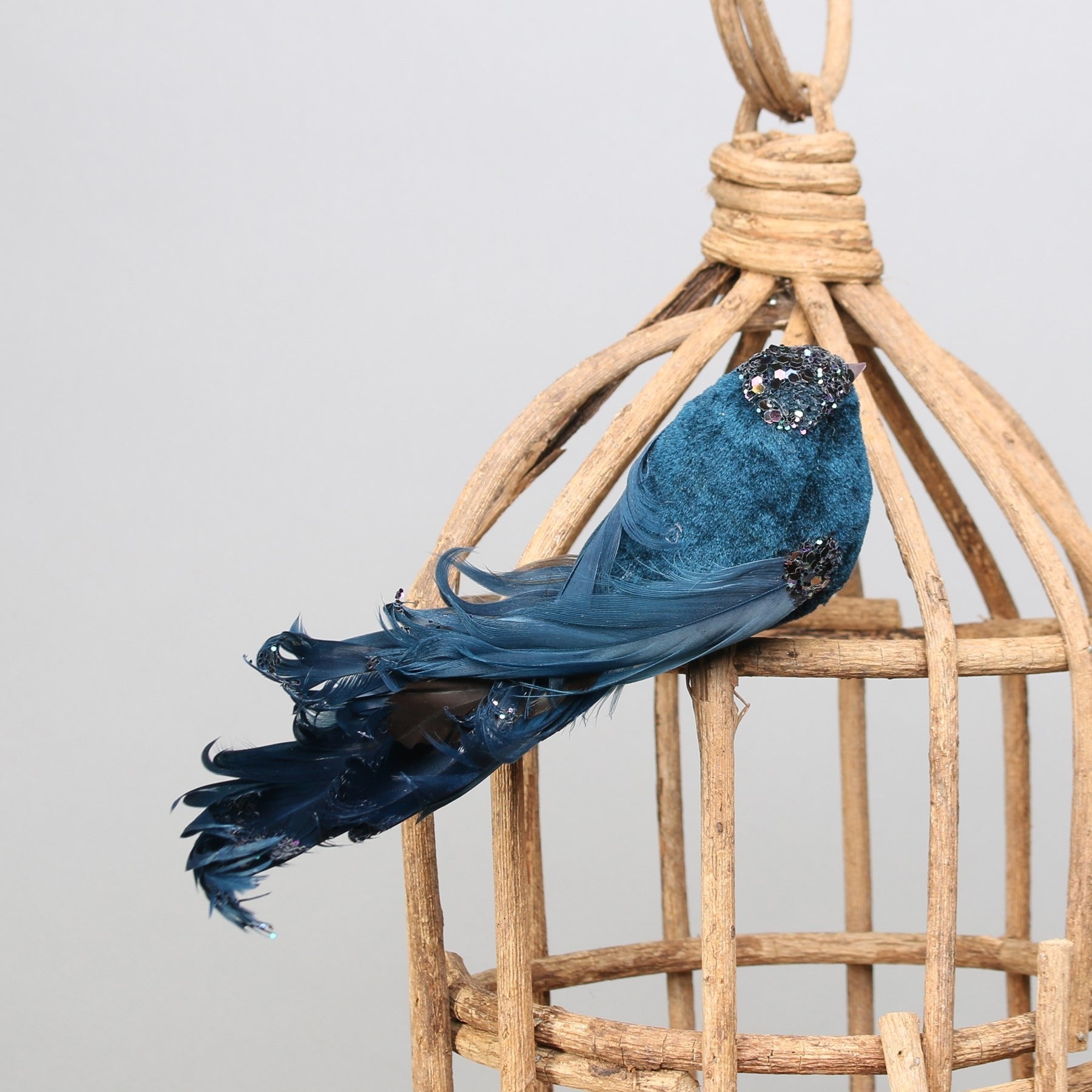 View Blue Showfeather Bird with clip information
