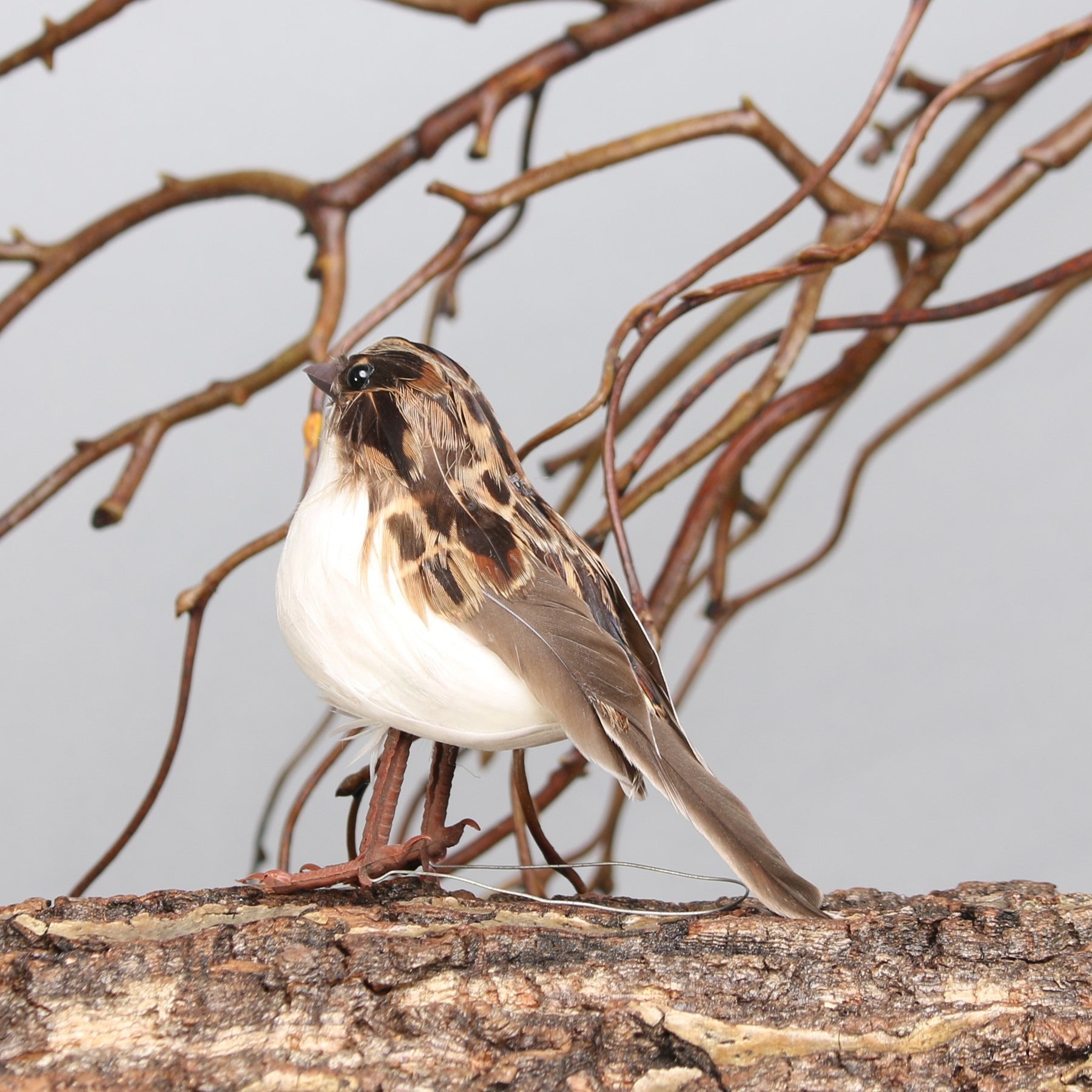 View Ornamental Sparrow Bird information