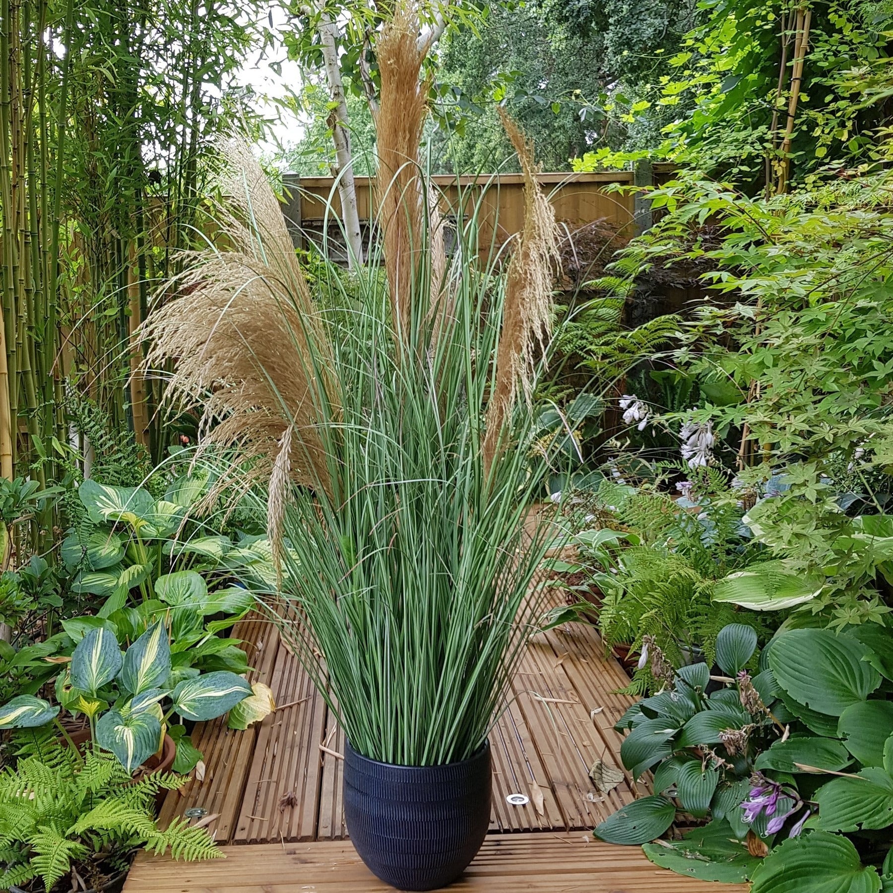 View Potted Pampas 5 heads 118cm information