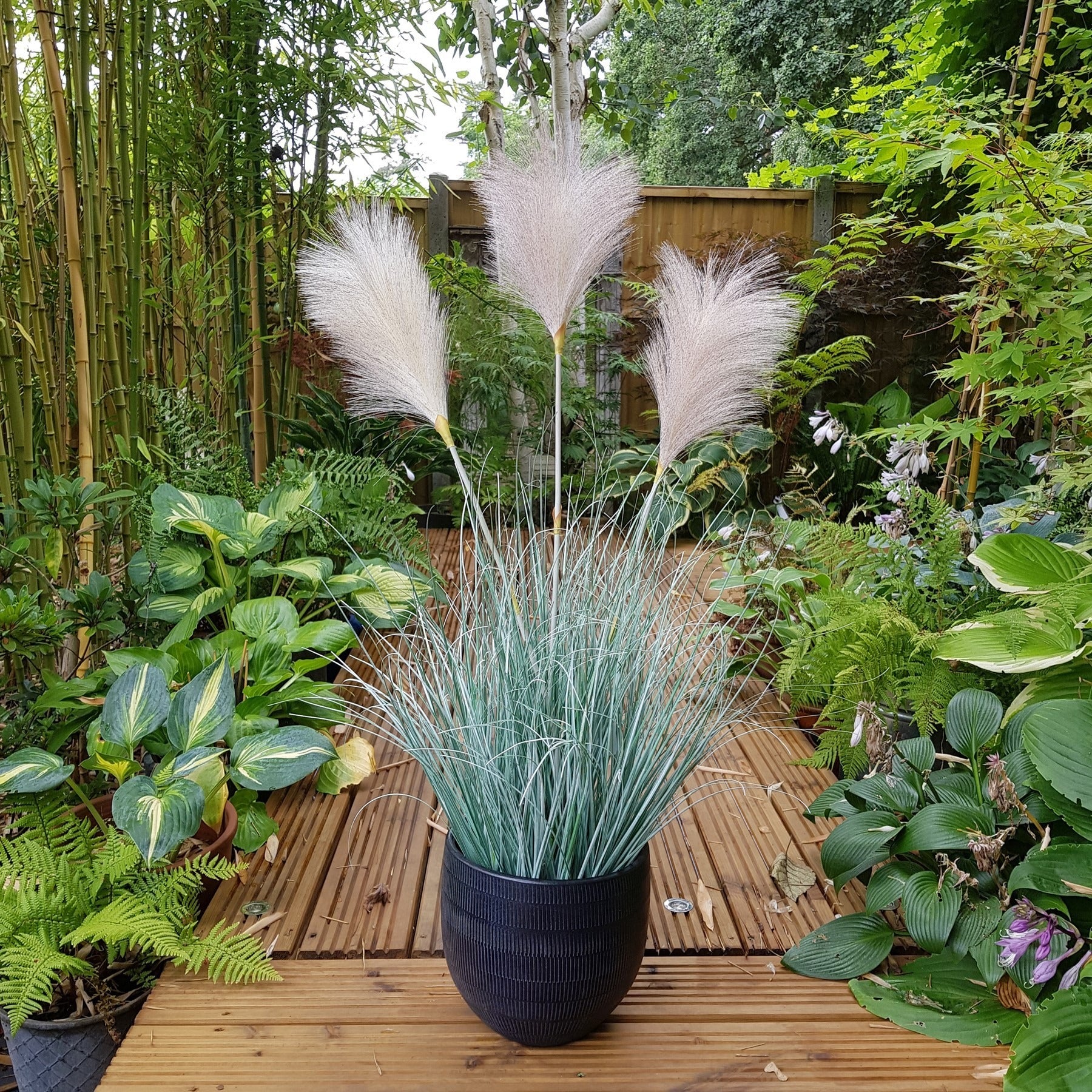 View Potted Fluff Pampas 3 heads 85cm information