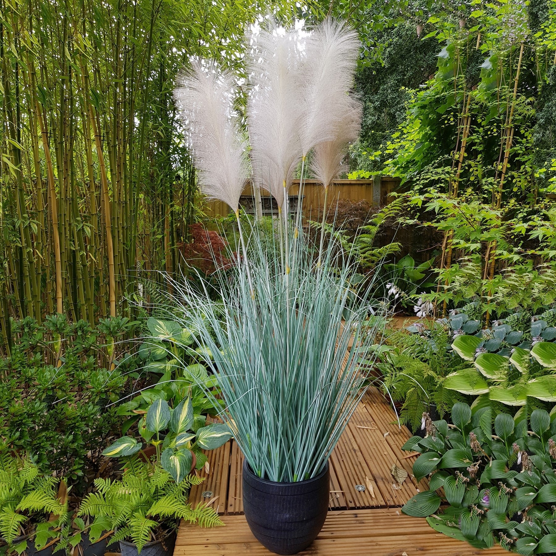 View Potted Fluff Pampas 5 heads 137cm information