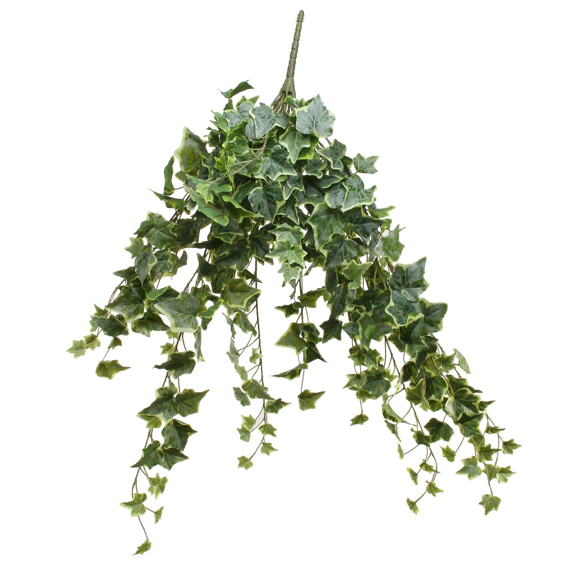 View Frosted Vari Ivy Bush Vine 80cm information