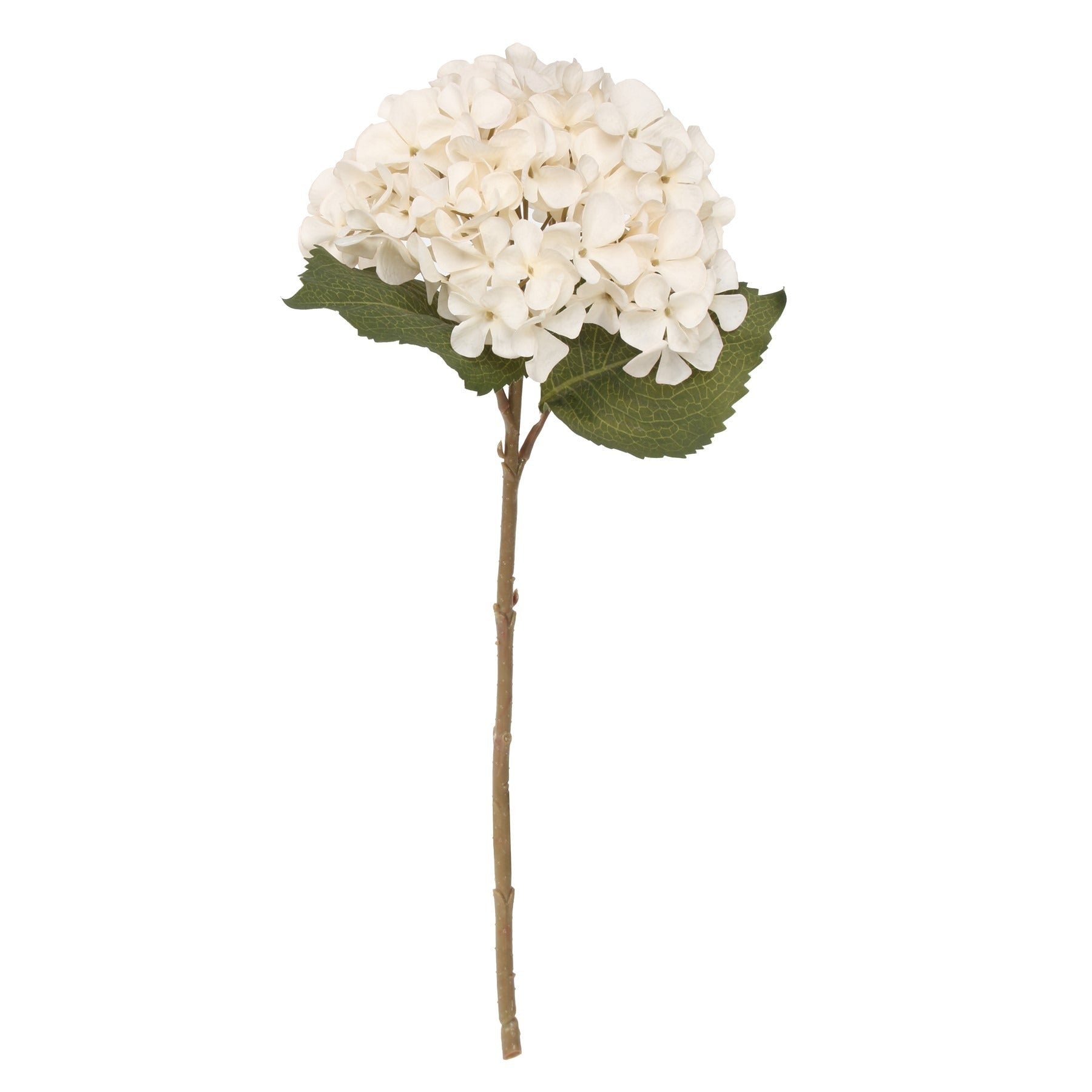 View Balmoral Cream Hydrangea 45cm information