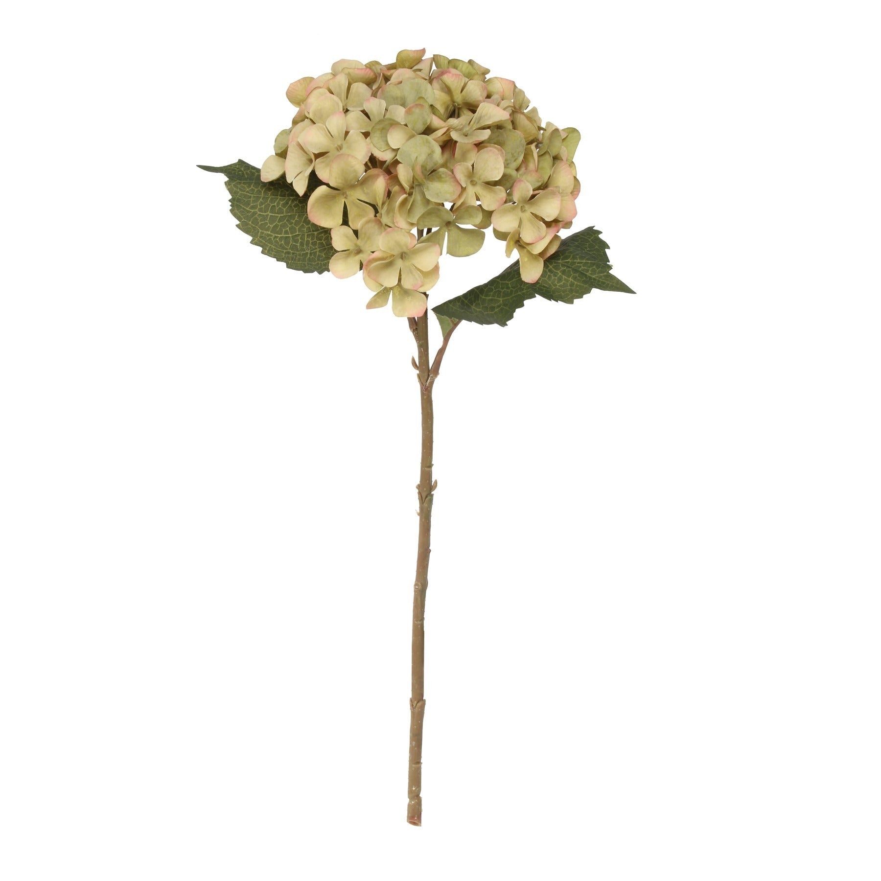 View Balmoral Green Hydrangea 45cm information