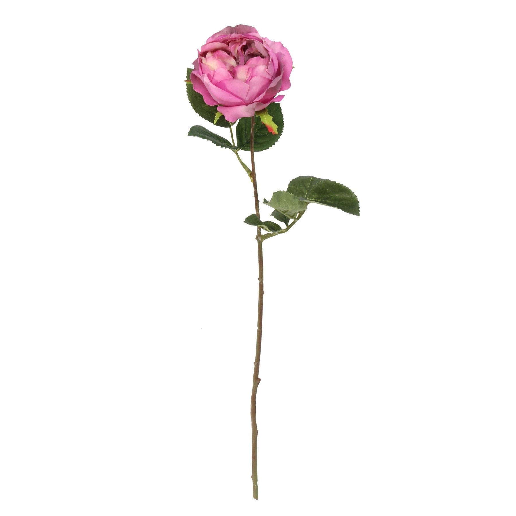 View Balmoral Old Garden Purple Rose 45cm information