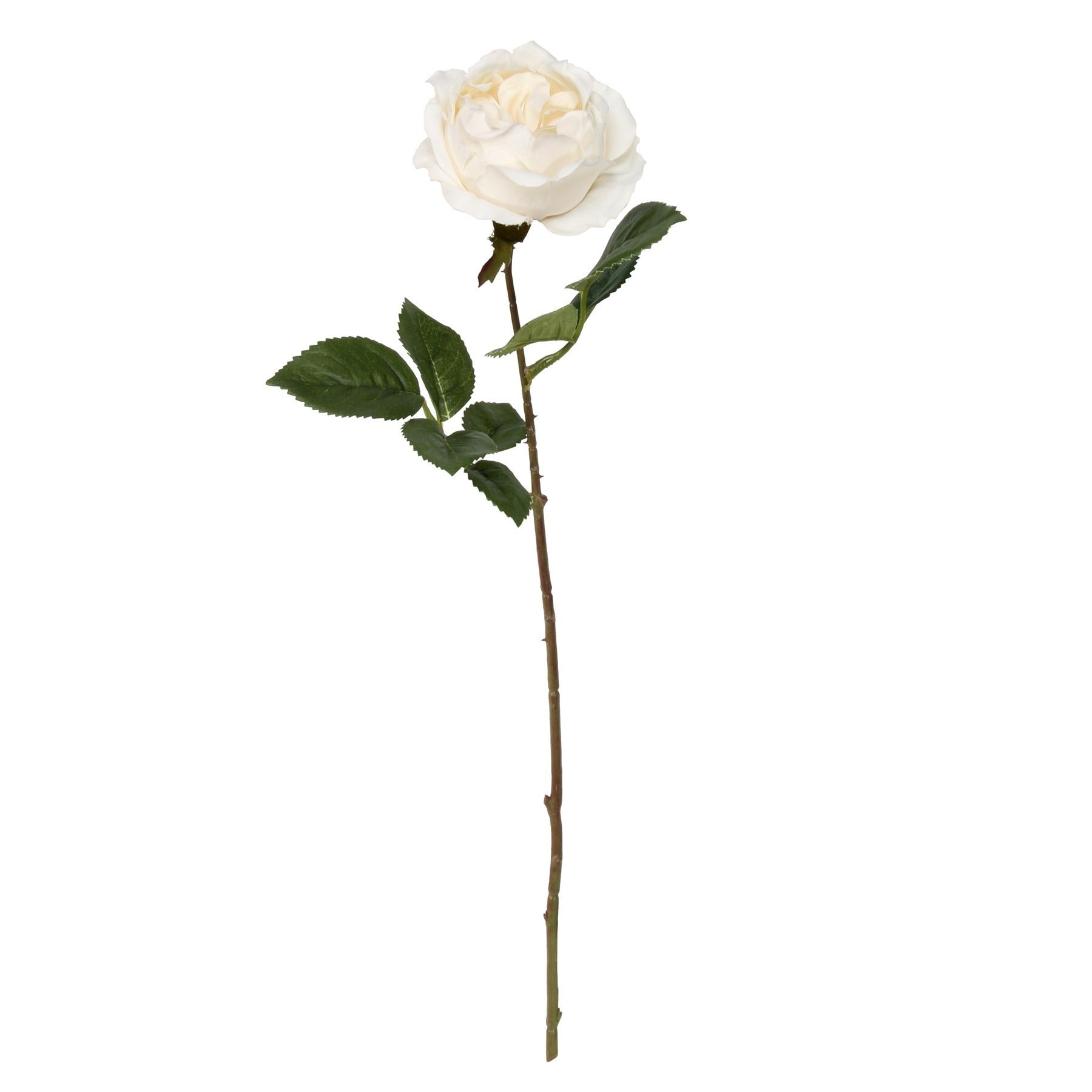 View Balmoral Old Garden Cream Rose 45cm information