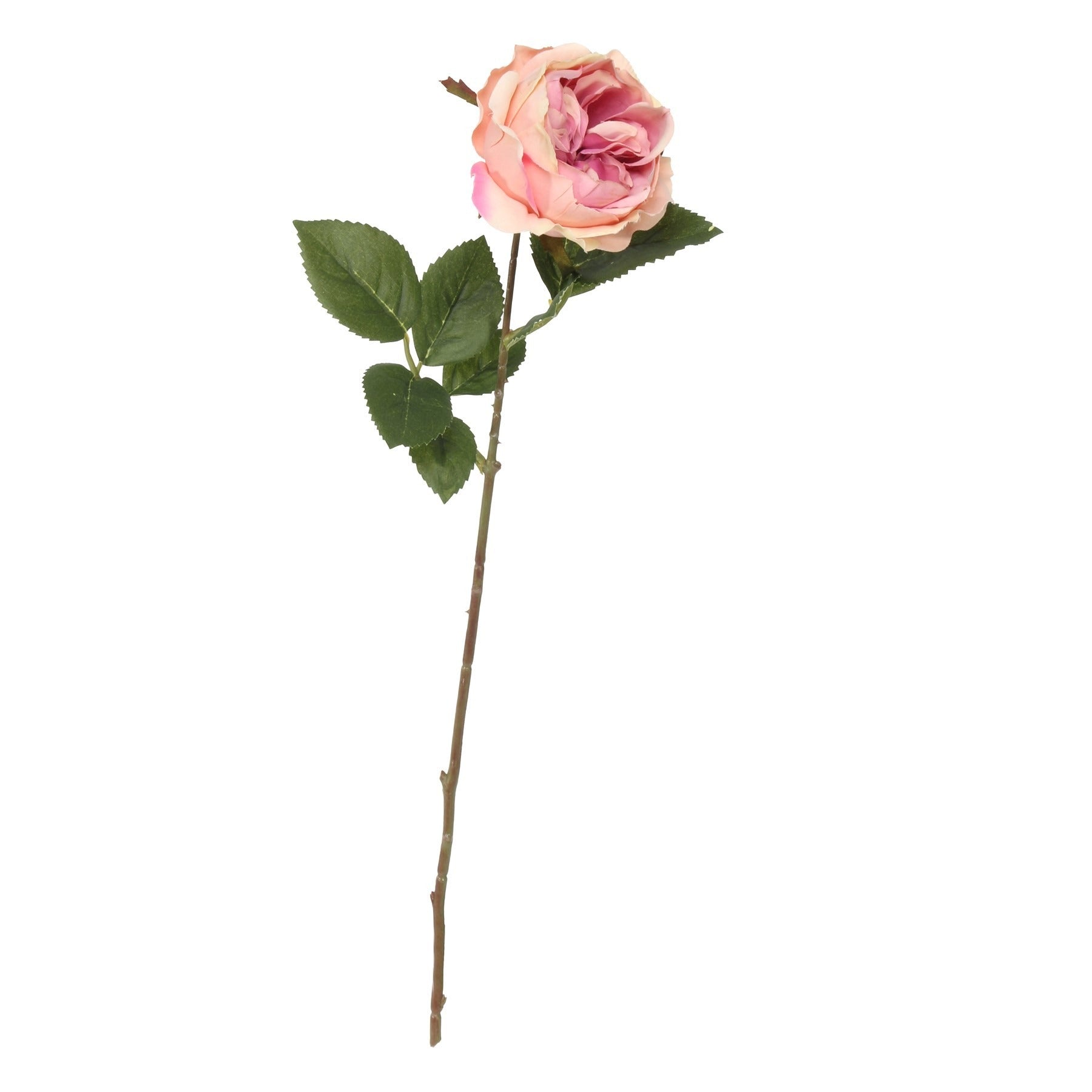 View Balmoral Old Garden Light Pink Rose 45cm information