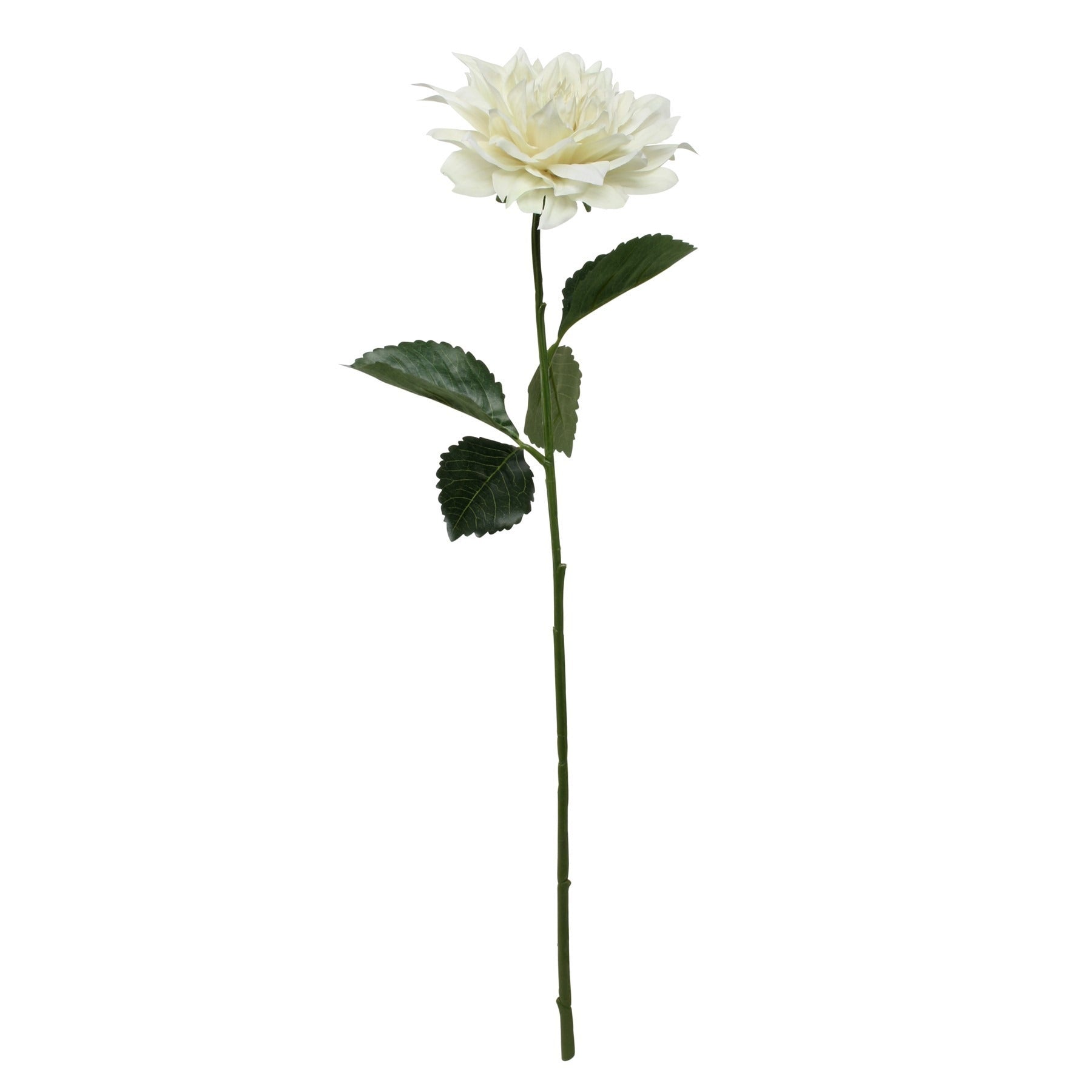View Glamis Single Dahlia with 2 Leaves Cream 61cm information