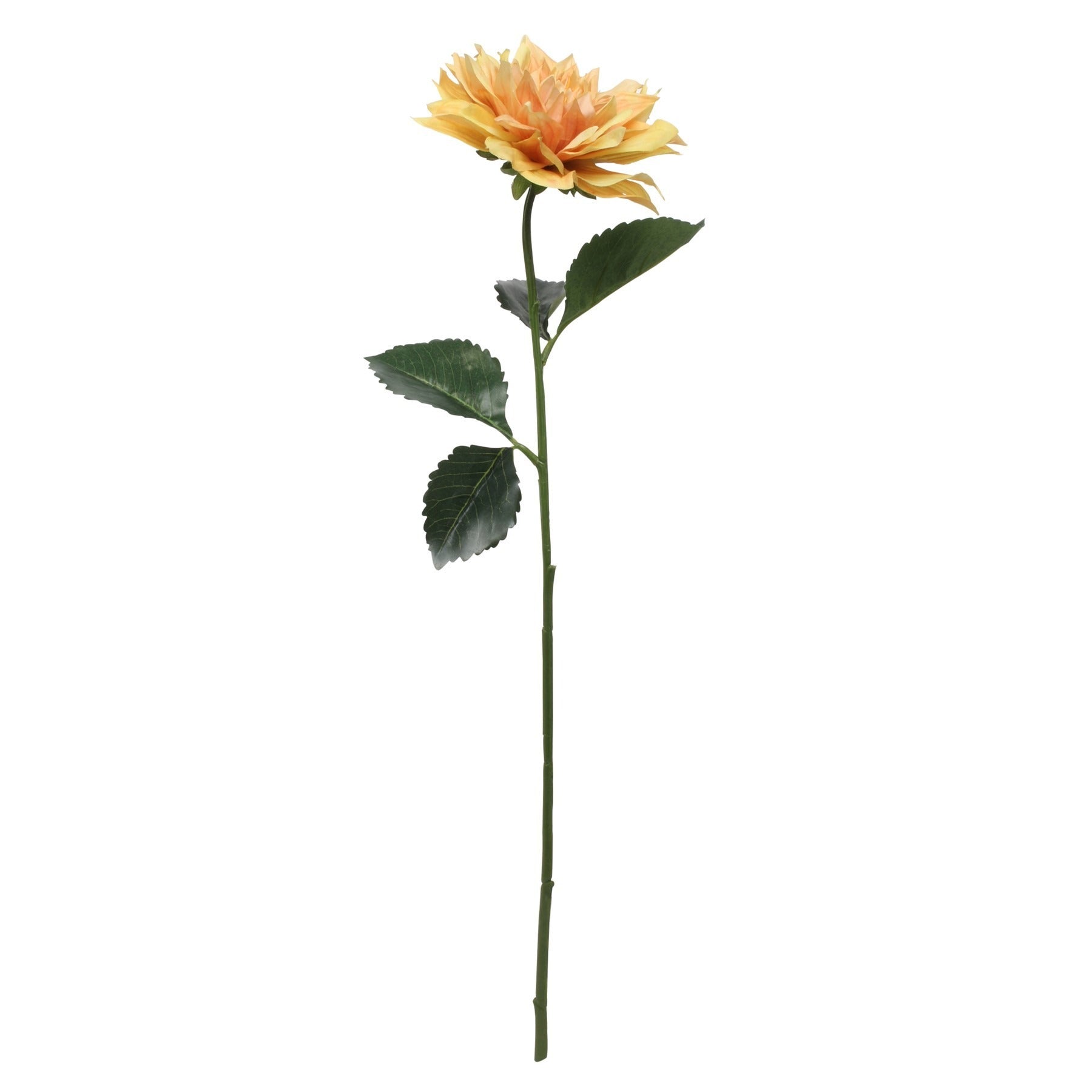 View Glamis Single Dahlia with Yellow 61cm information