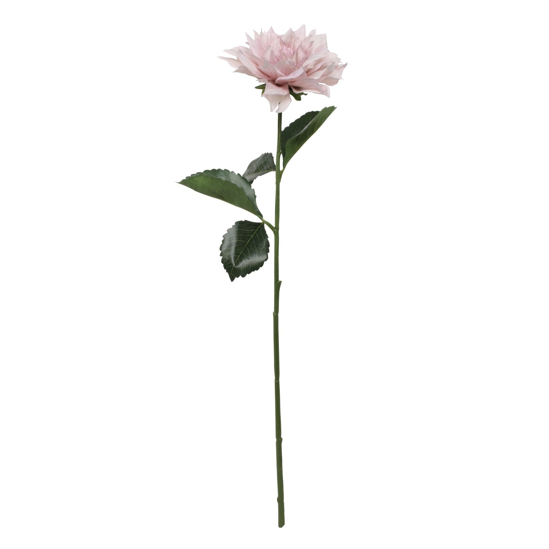View Glamis Single Dahlia with 2 Leaves Light Pink 61cm information