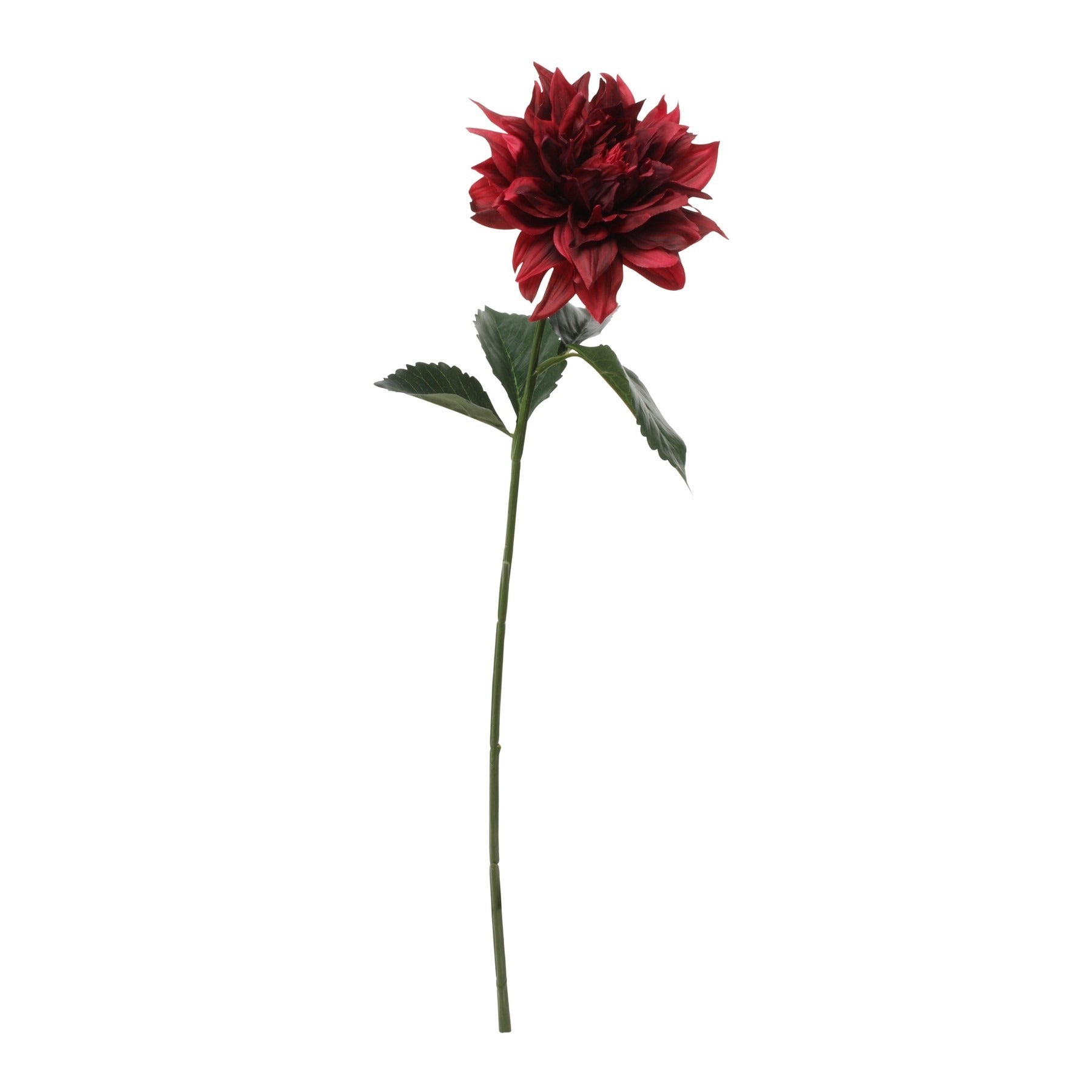 View Glamis Single Dahlia Dark Red 61cm information