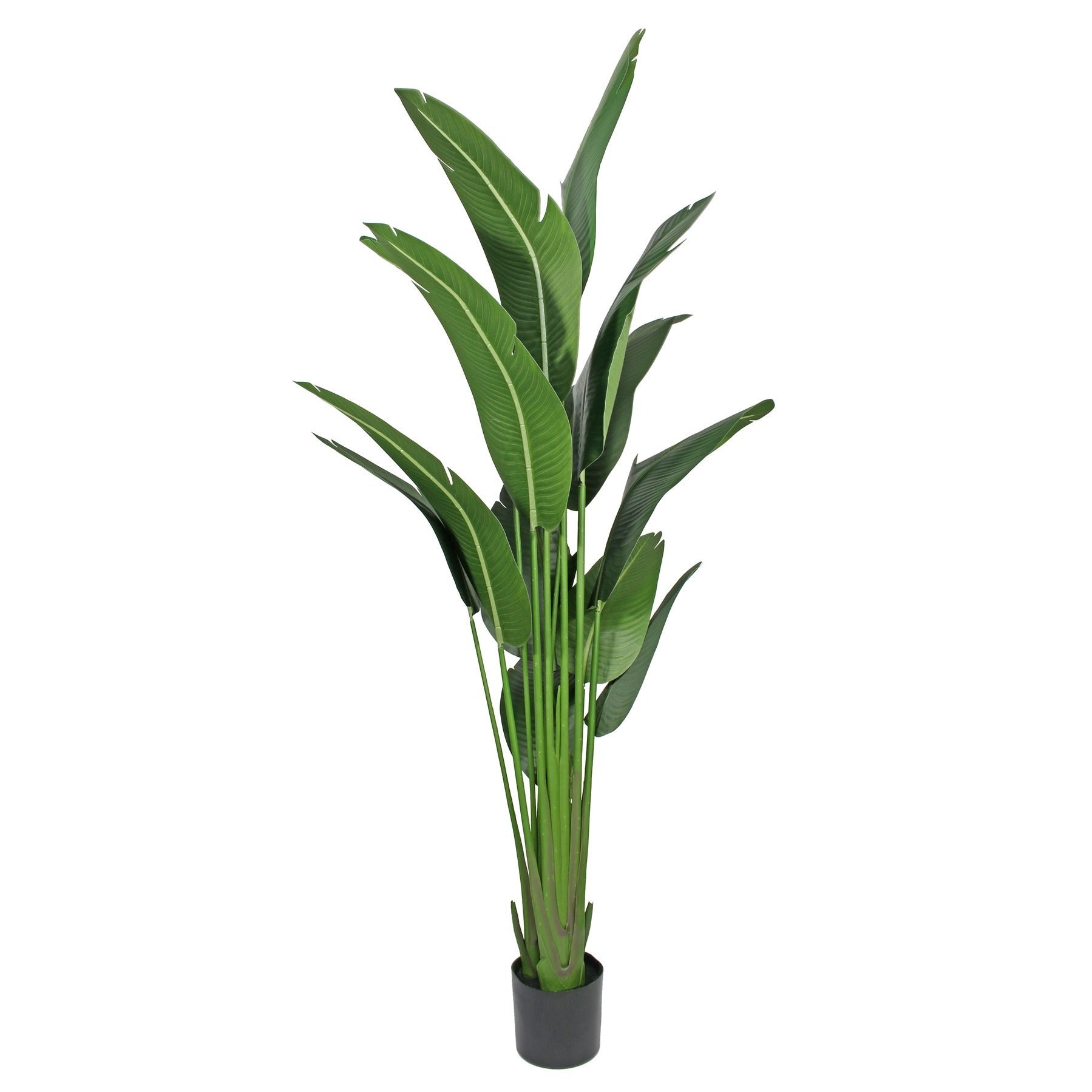 View Artificial Strelitzia Plant in Pot 220cm information