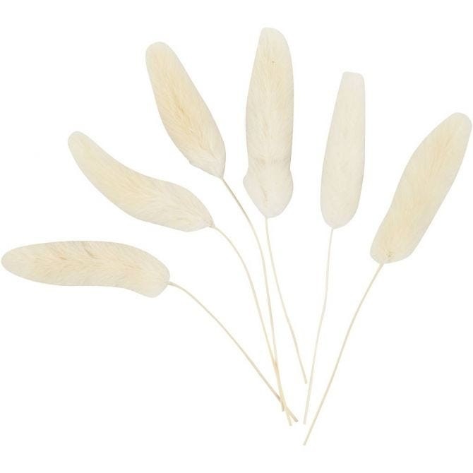 View Bunny Tail Grass Pack of 6 information