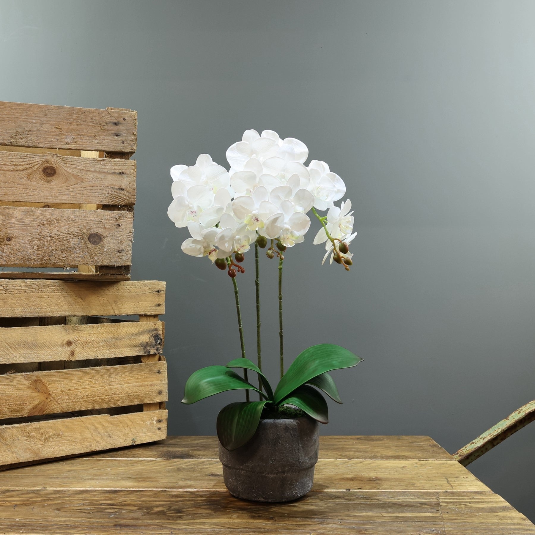 View Artificial White Aragon Phalaenopsis in Planter 52cm Medium 3 Stems information