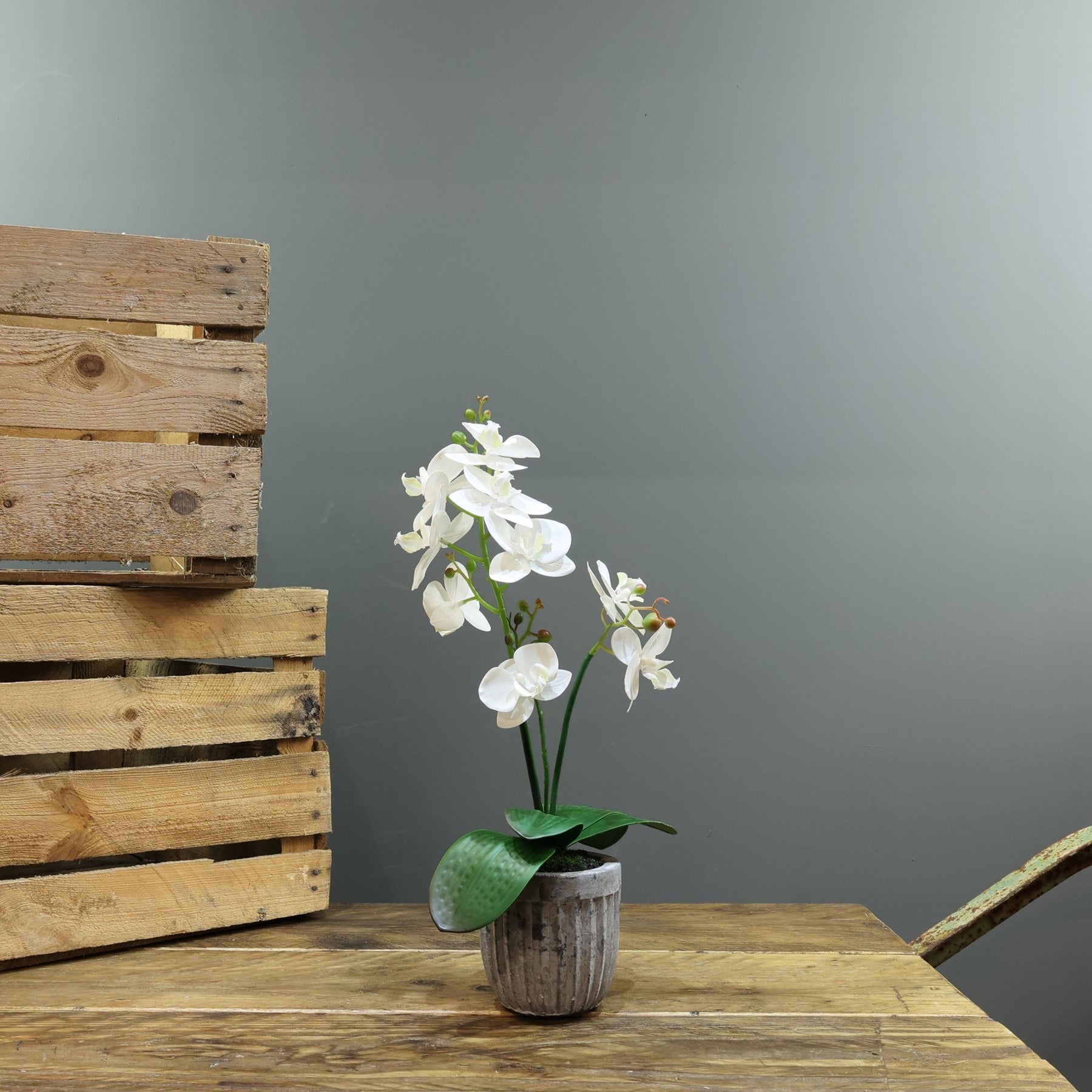 View Artificial White Aragon Phalaenopsis in Planter 42cm Medium 2 Stems information