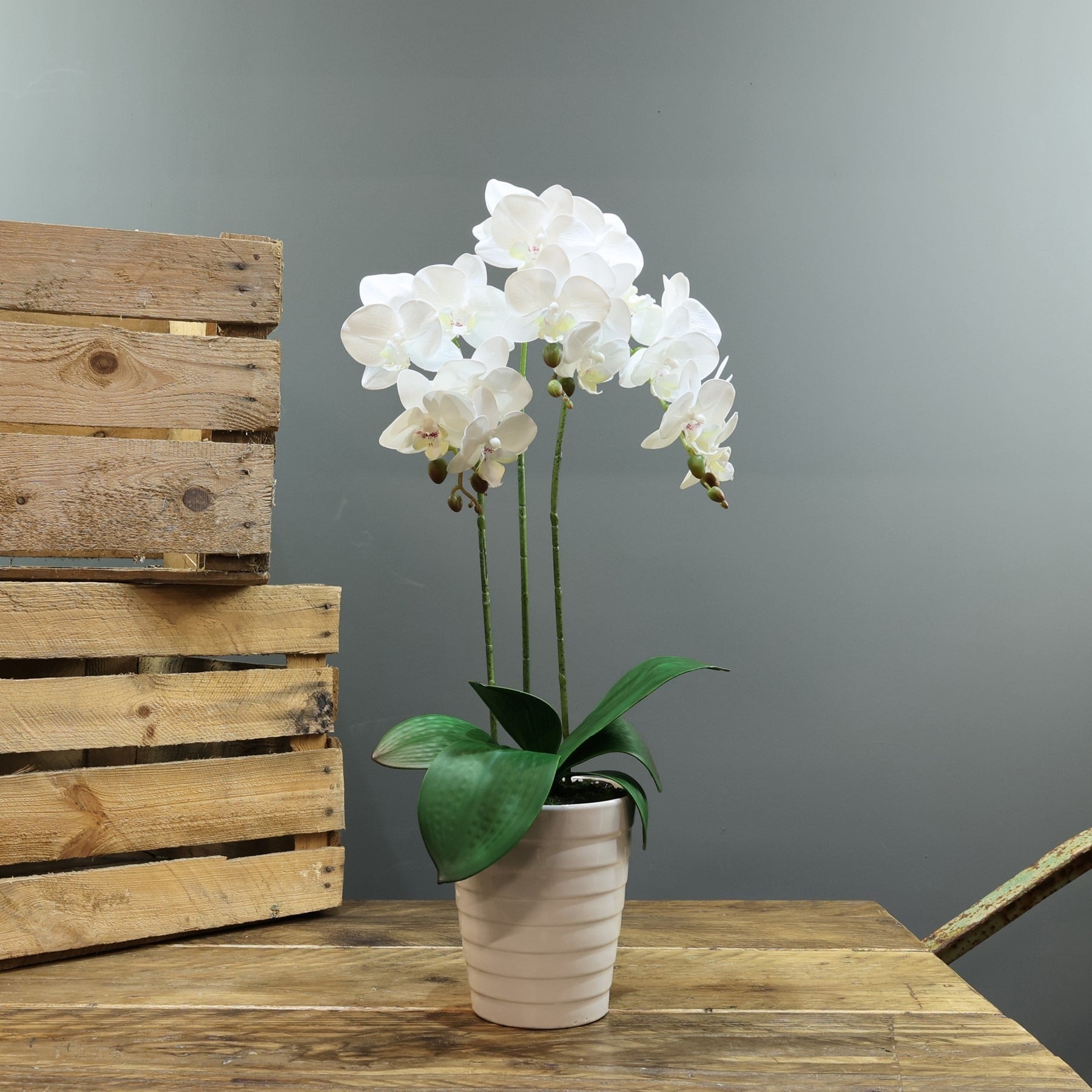 View Artificial White Phaleanopsis in Planter Medium 3 Stems information