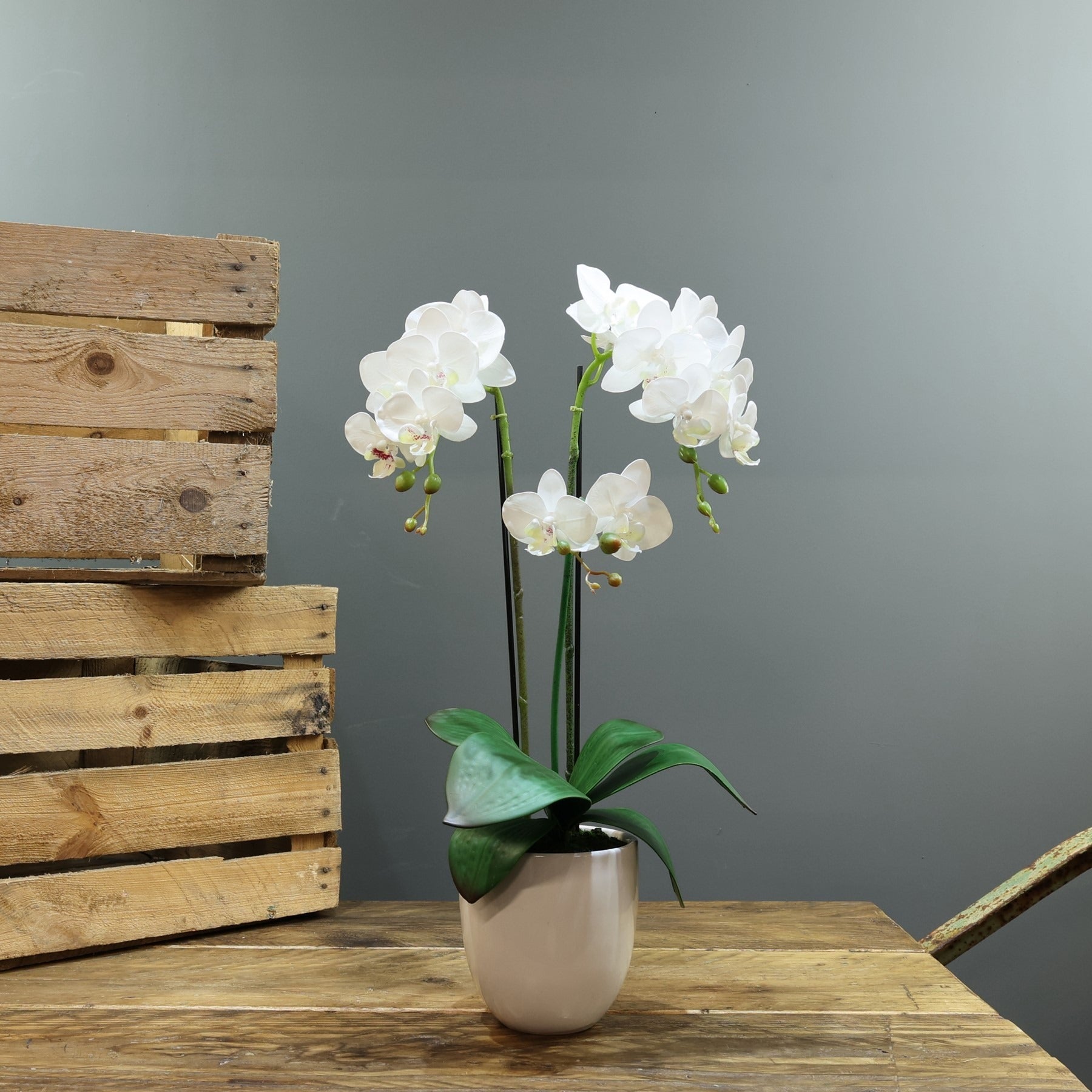 View Artificial White Phalaenopsis in Planter Medium 3 Stems information