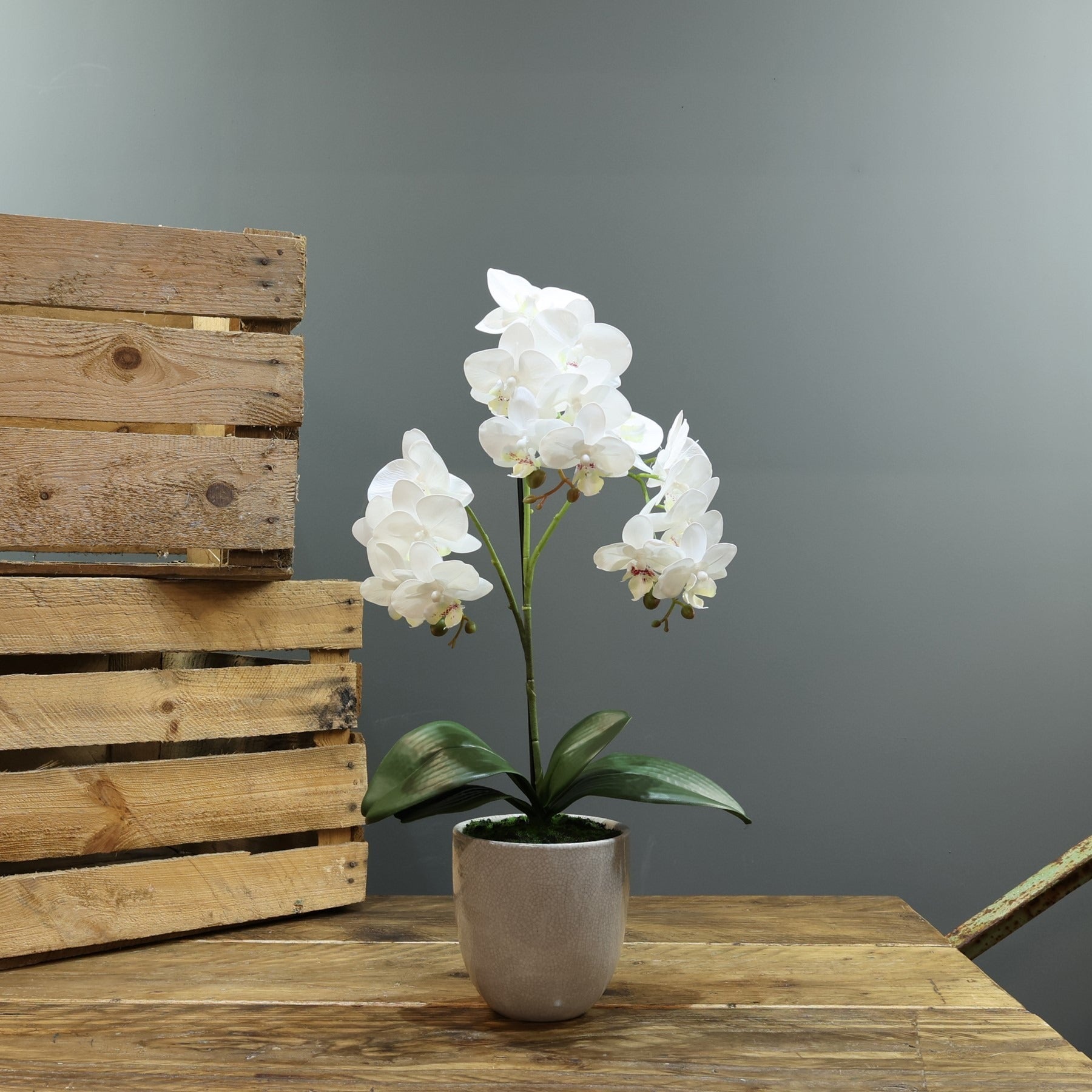 View Artificial White Aragon Phalaenopsis in Planter Medium 3 Stem information