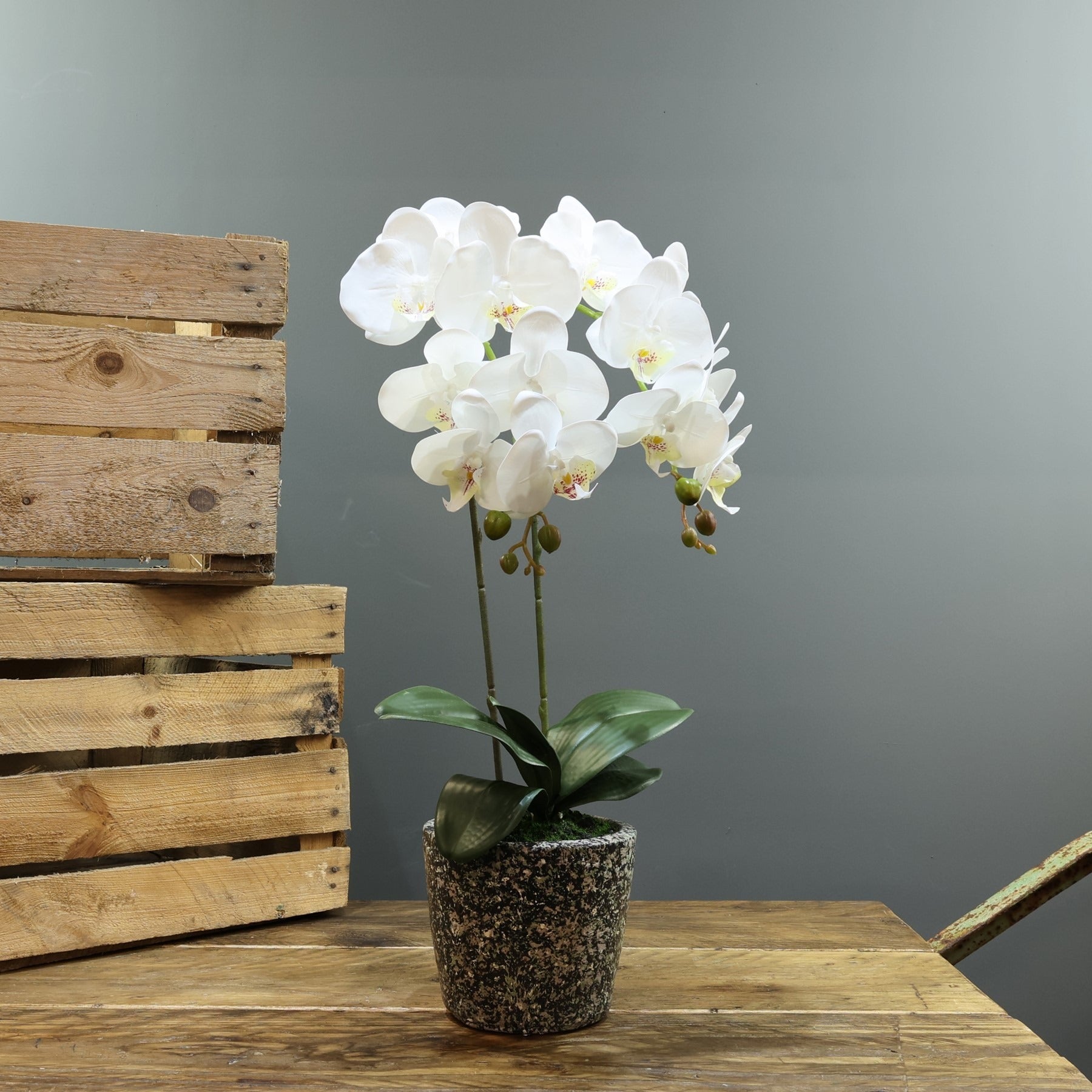 View Artificial White Aragon Phalaenopsis in Planter 56cm Medium 2 Stems information