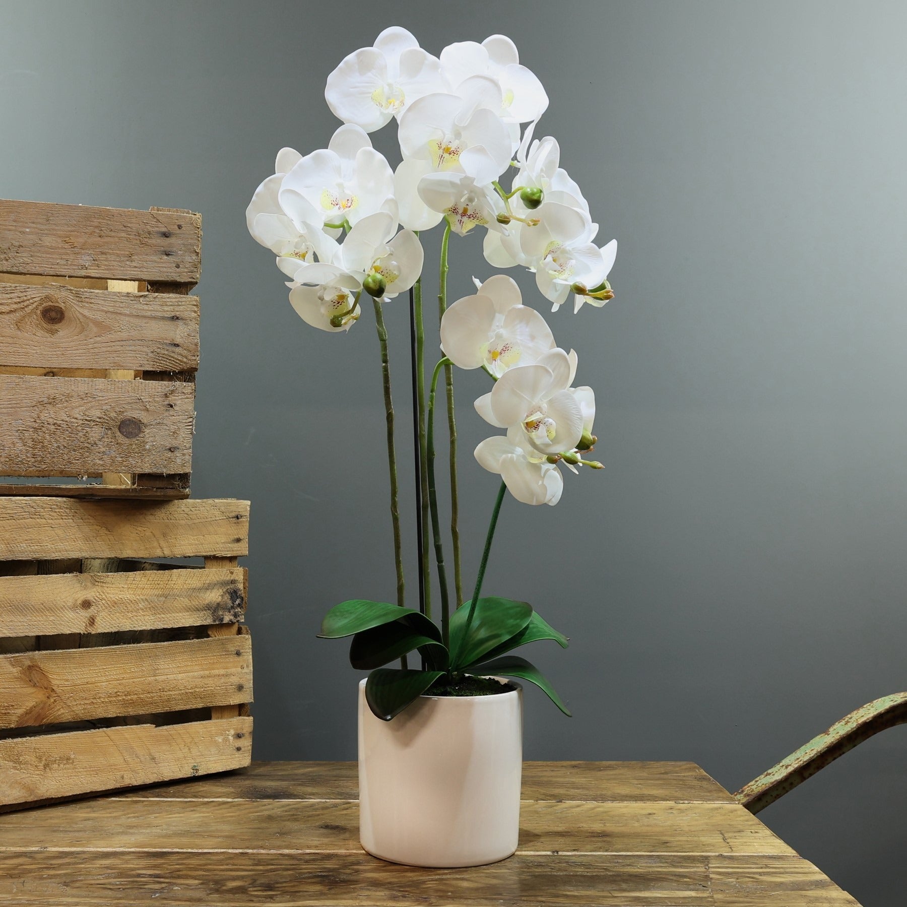 View Artificial White Aragon Phalaenopsis in Planter Medium 5 Stems information