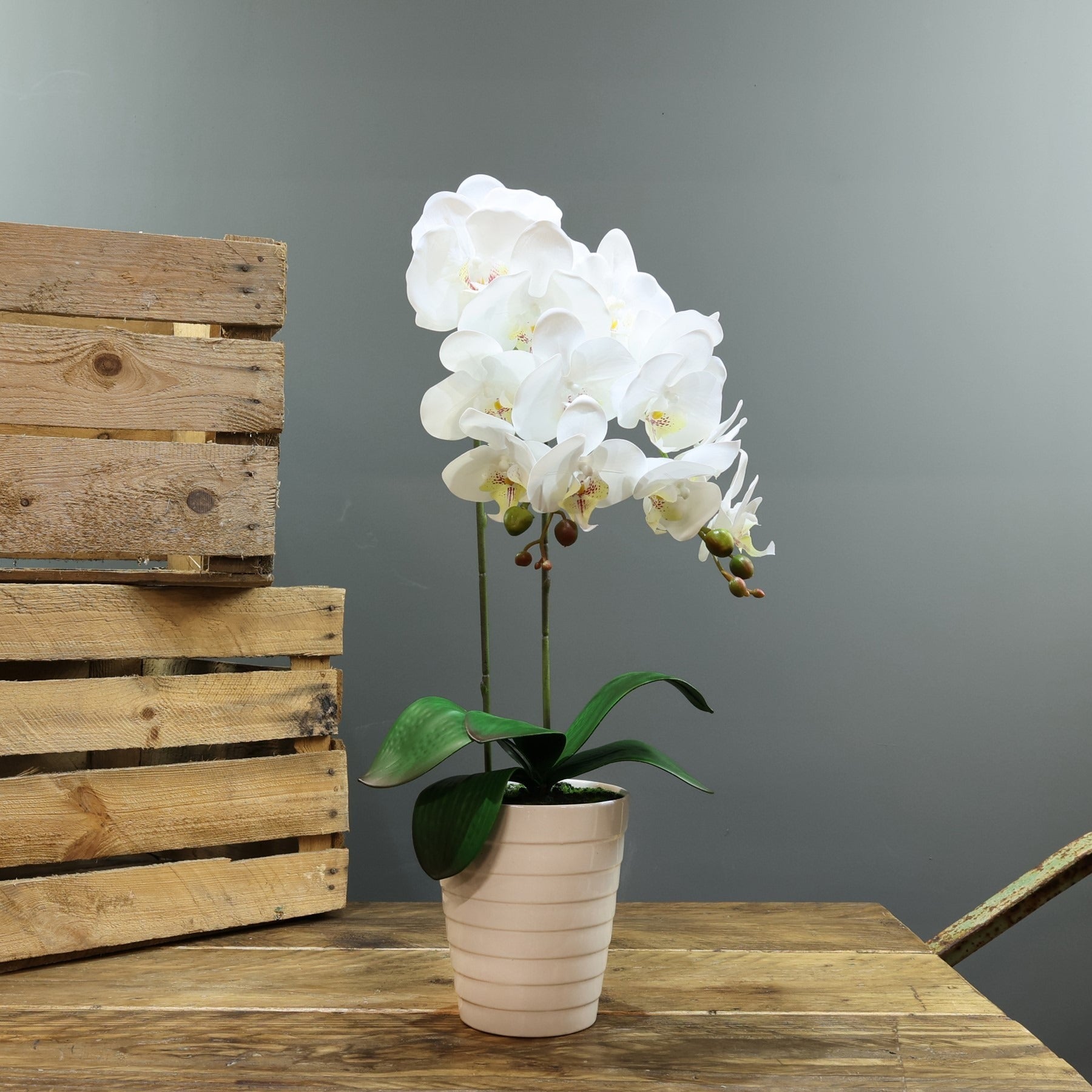 View Artificial White Aragon Phalaenopsis in Planter 58cm Medium 2 Stems information