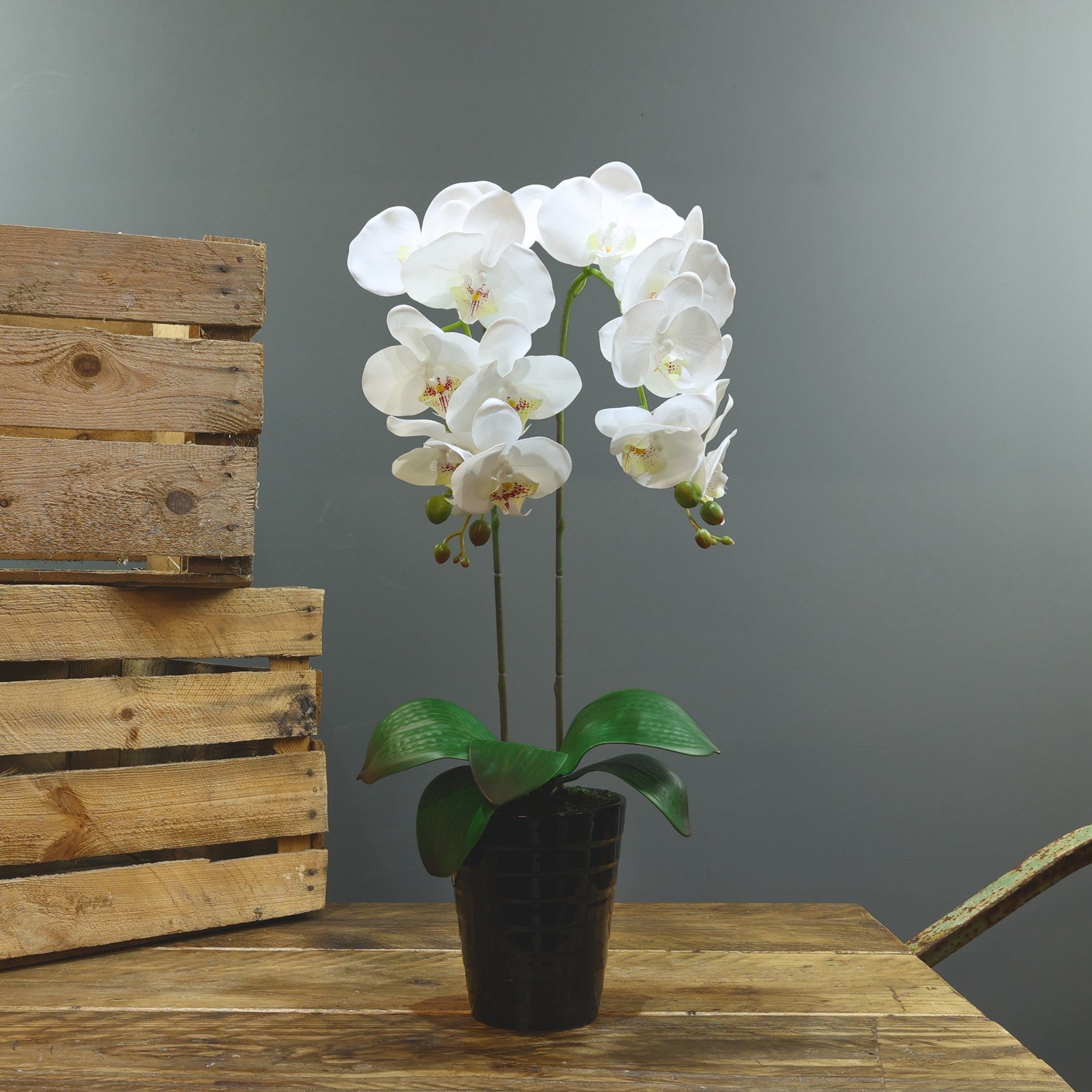 View Artificial White Aragon Phalaenopsis in Black Planter 58cm Medium 2 Stems information