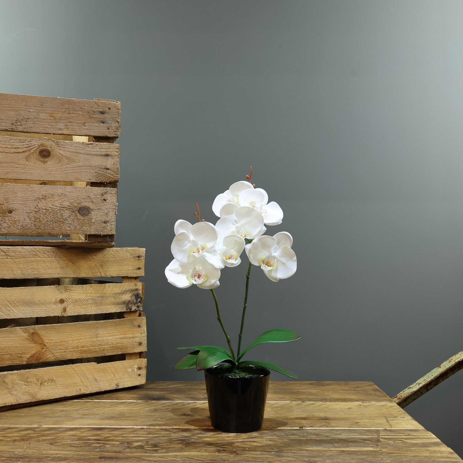 View Artificial White Aragon Phalaenopsis in Planter 40cm Medium 2 Stems information