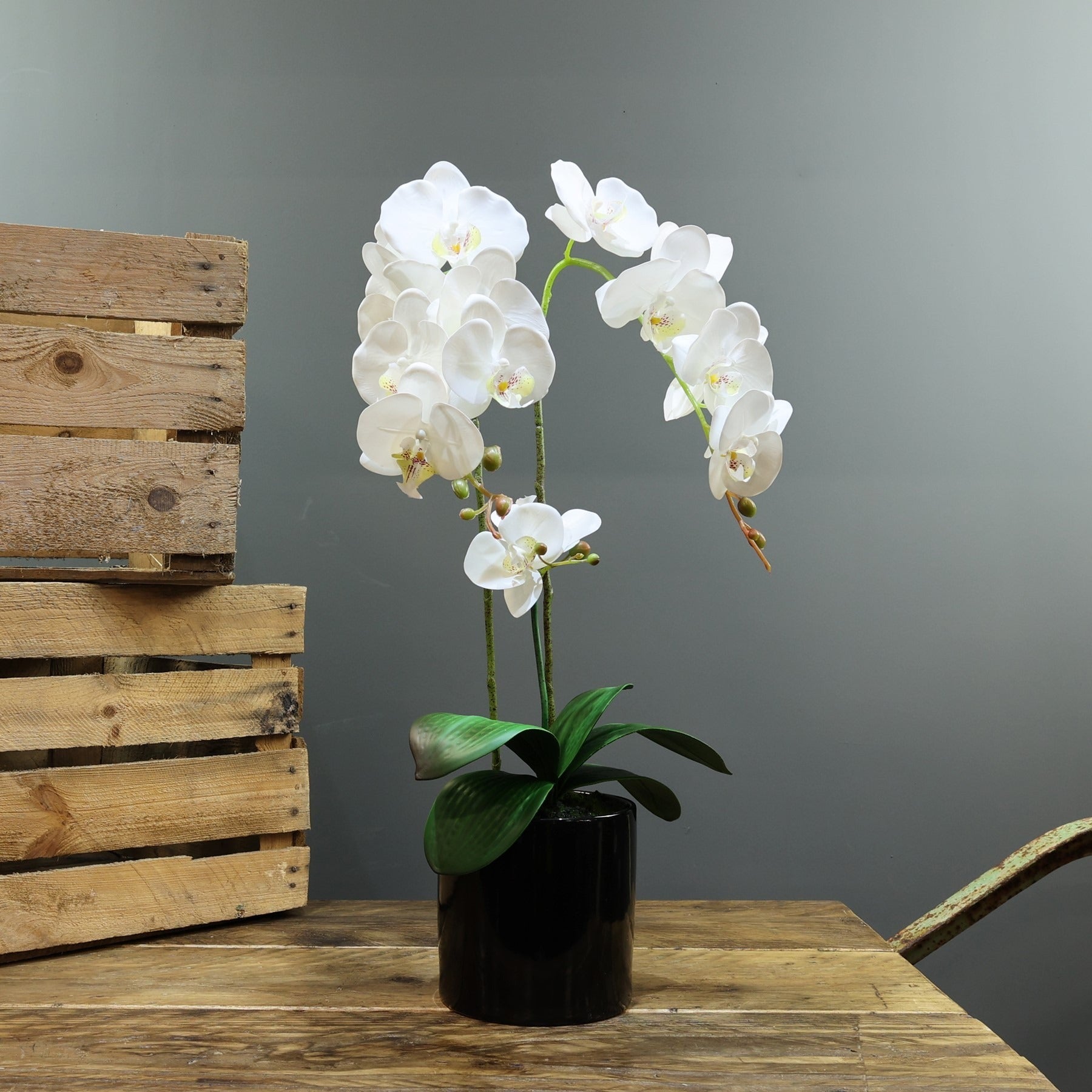 View Artificial White Aragon Phalaenopsis in Planter 62cm Medium 3 Stems information
