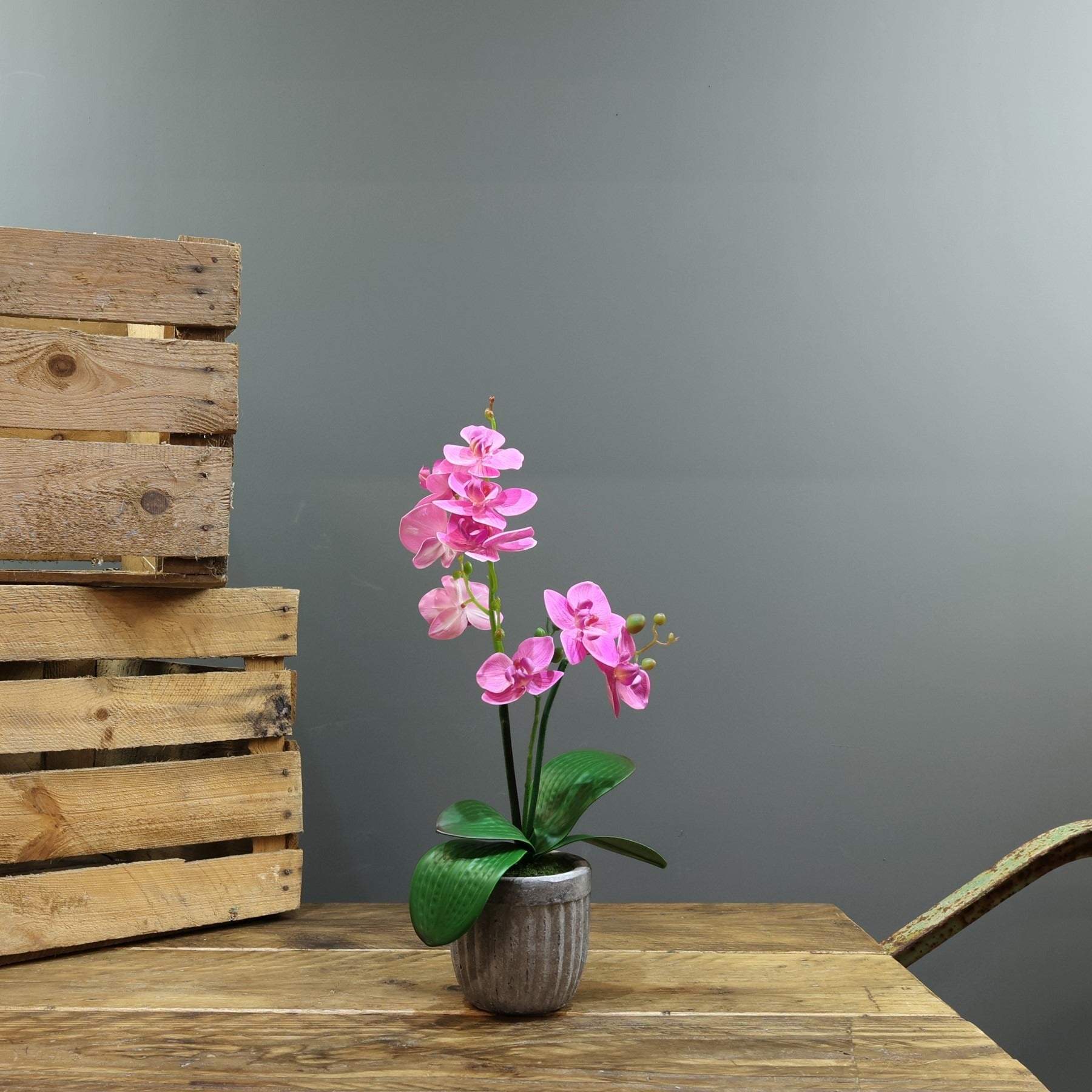 View Artificial Pink Aragon Phalaenopsis in Concrete Planter Medium 2 Stems information