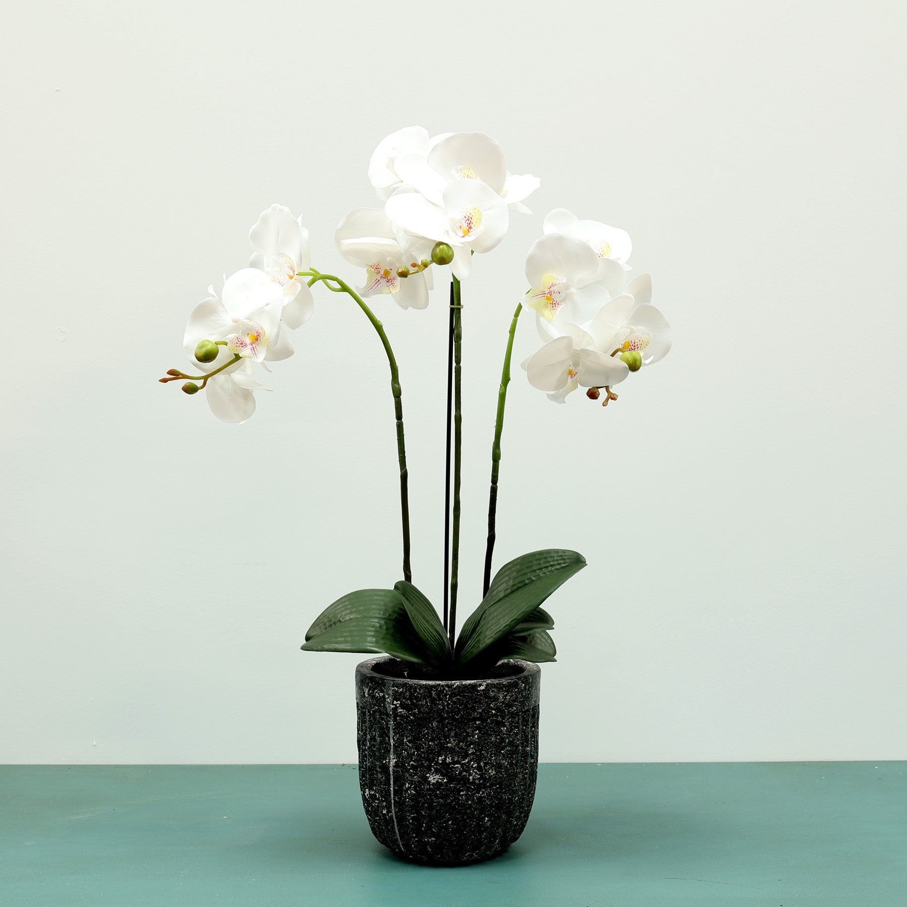 View White Aragon Phalaenopsis in Cement Pot 3 stems information