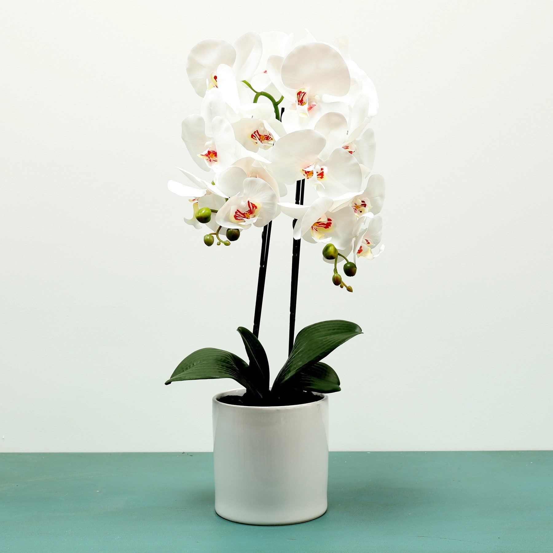 View White Aragon Phalaenopsis in Ceramic Pot 2 stems information