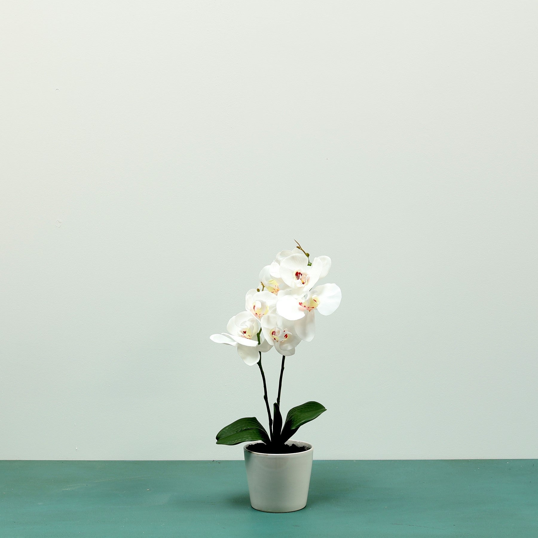 View White Aragon Phalaenopsis in Ceramic Pot 1 stem information