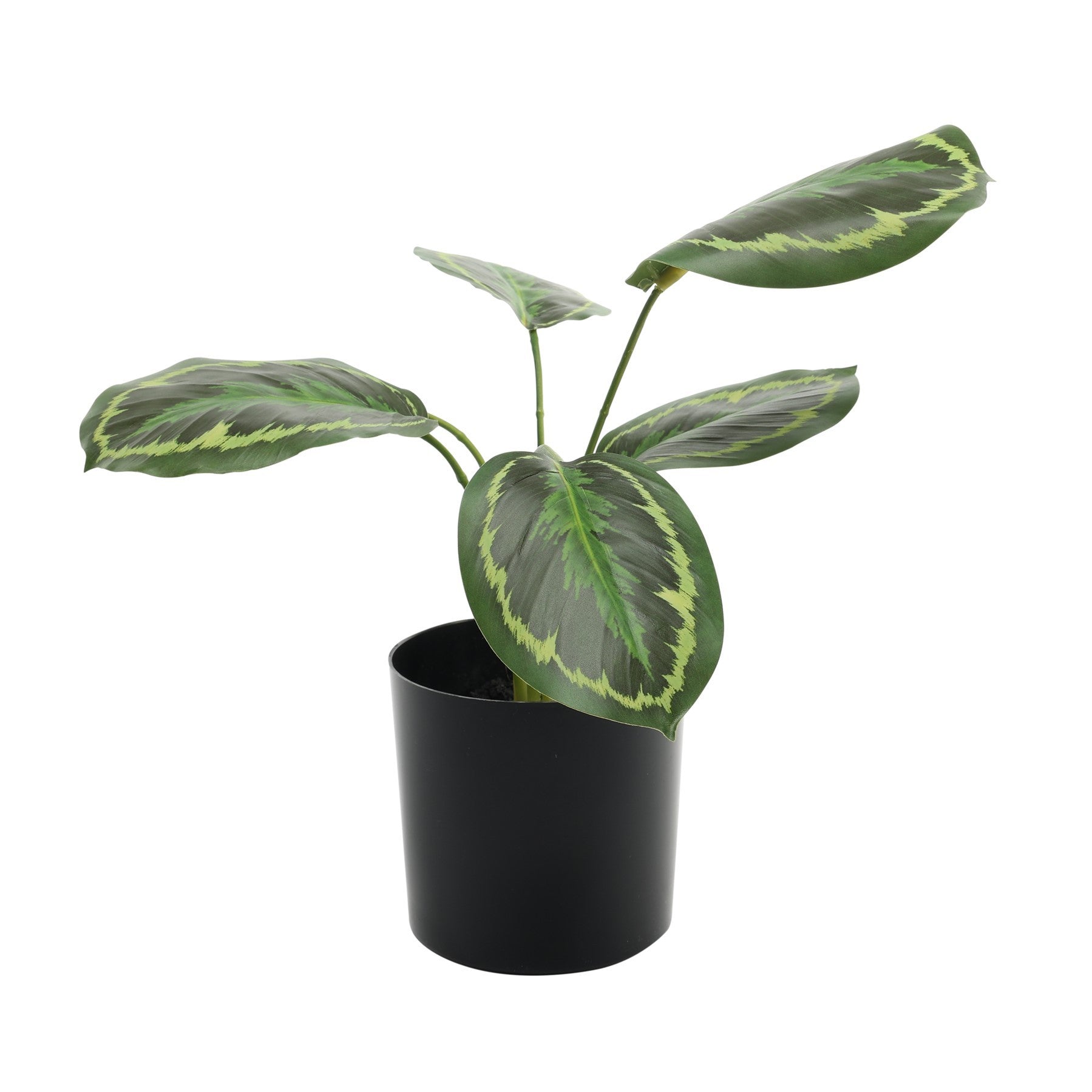 View Ctenanthe Potted House Plant 34cm information
