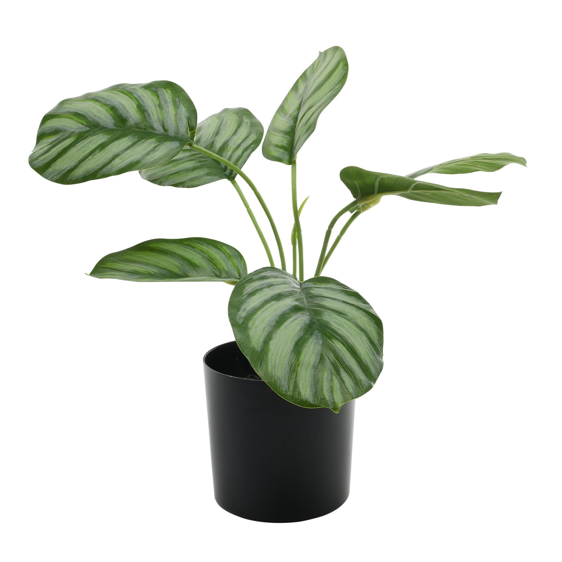 View Calathea Potted House Plant 38cm information
