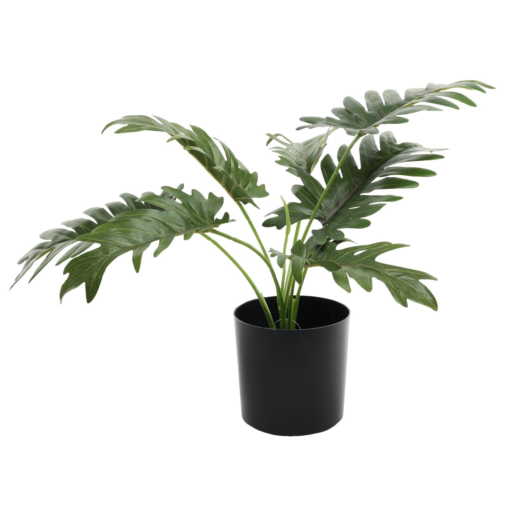 View Philo Potted House Plant 40cm information