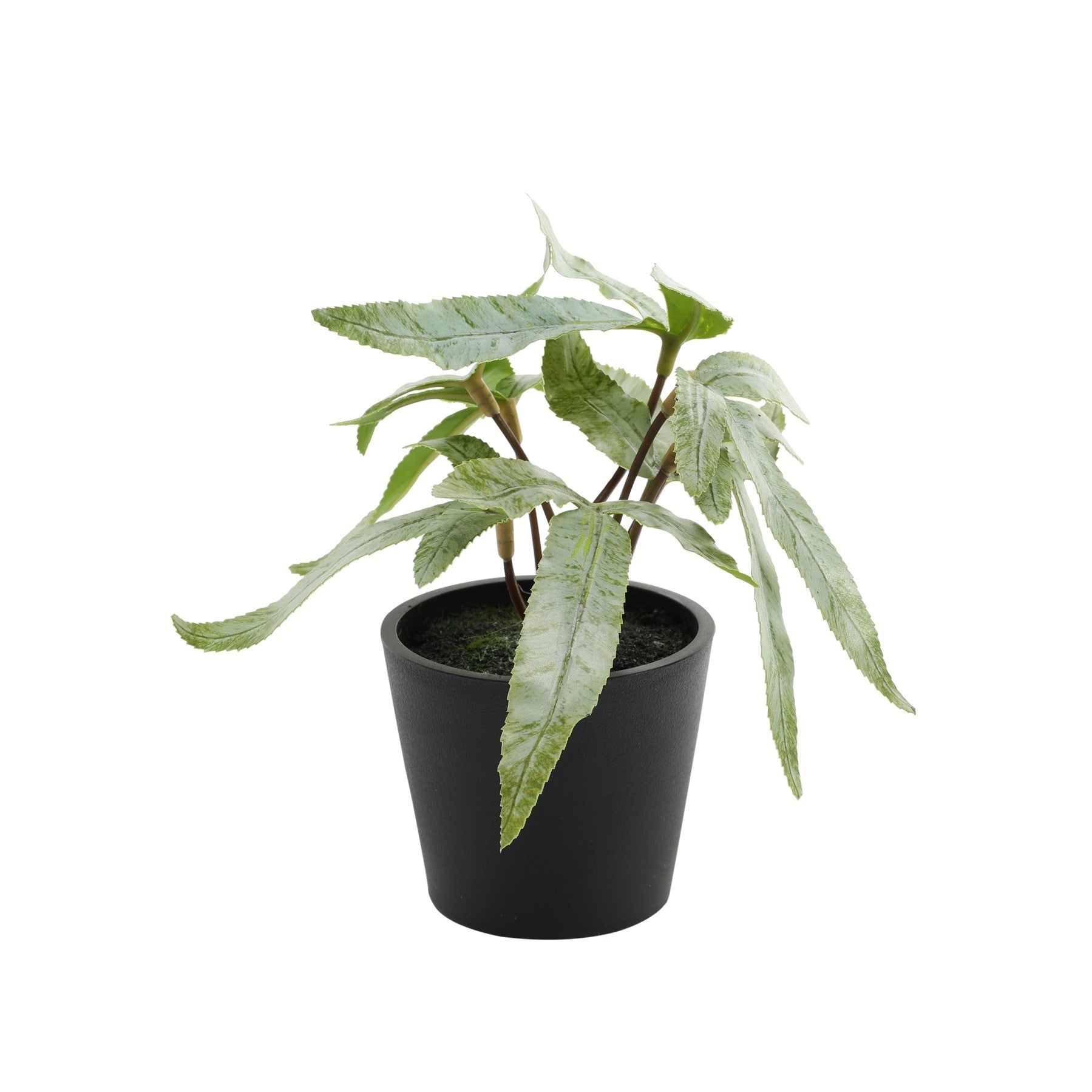 View Pteris Potted House Plant 13cm information