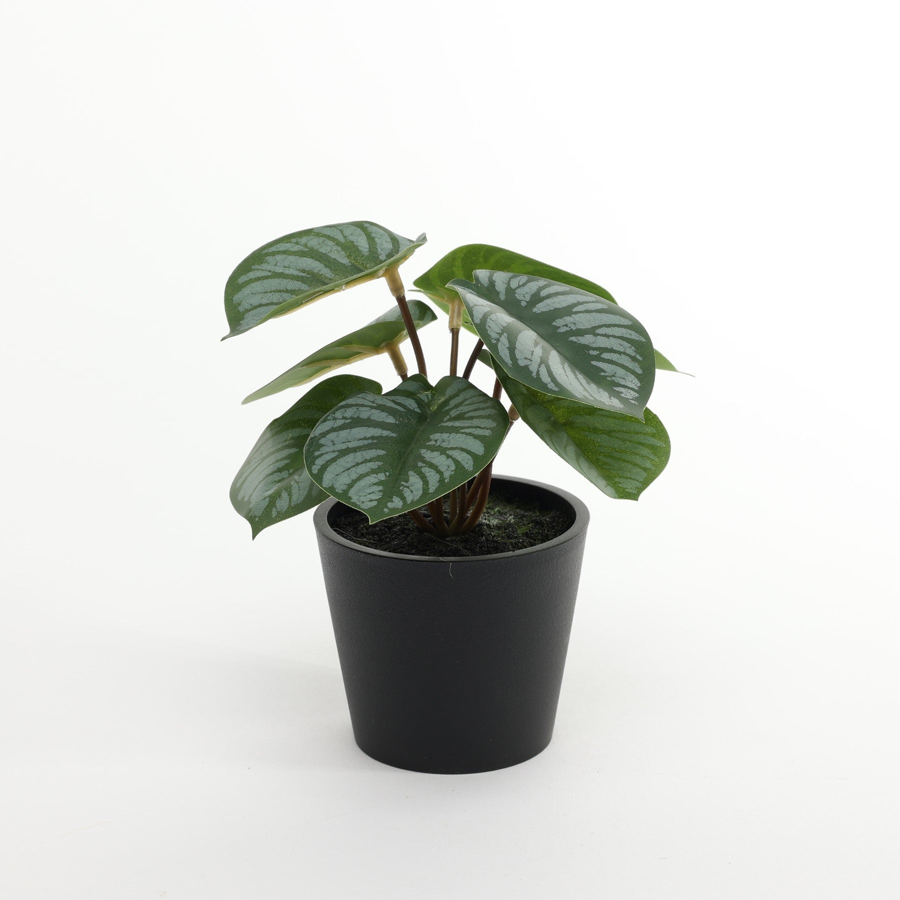 View Calathea Potted House Plant 13cm information