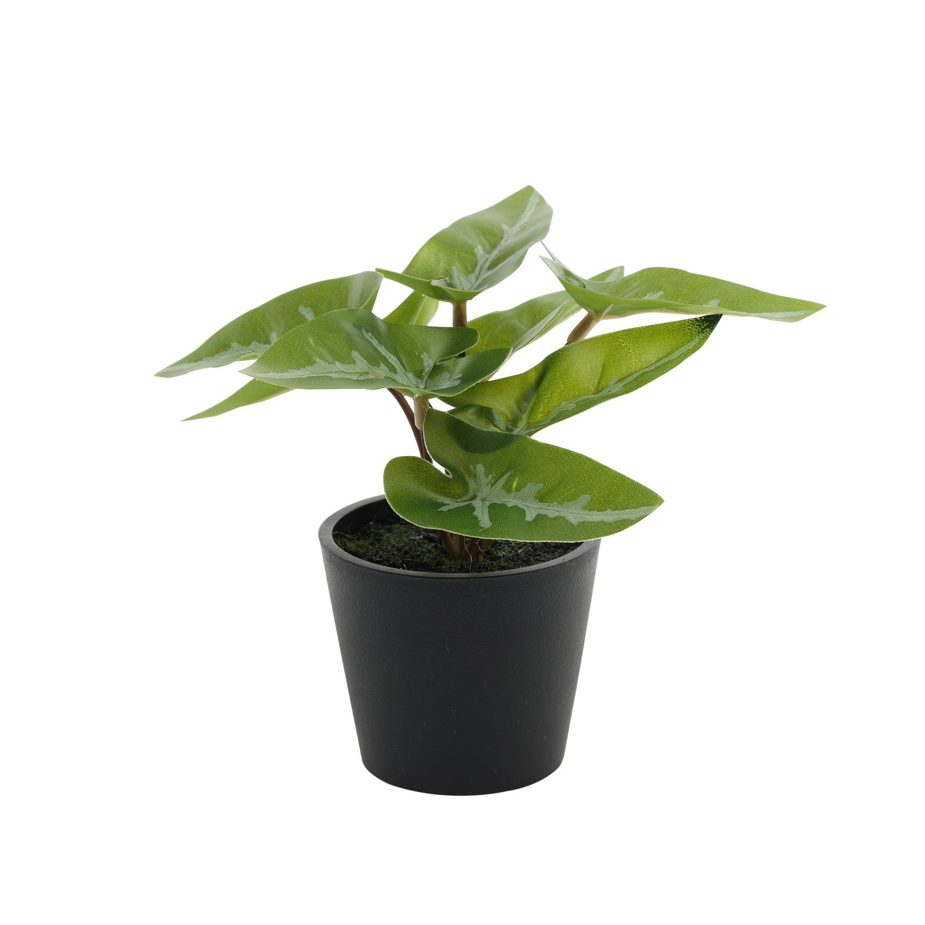 View Mini Syngonium Potted House Plant 13cm information