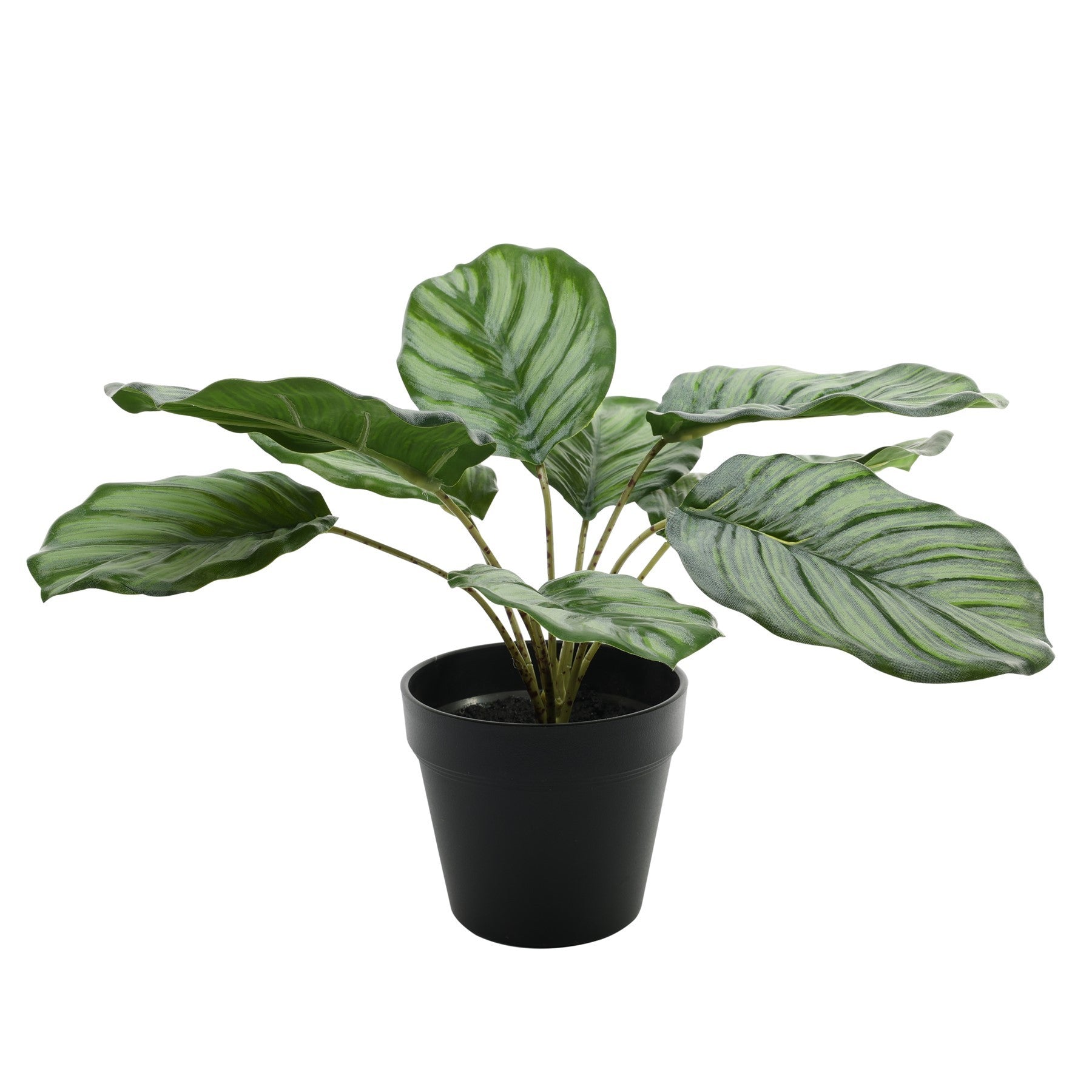 View Calathea Potted Houseplant 30cm information